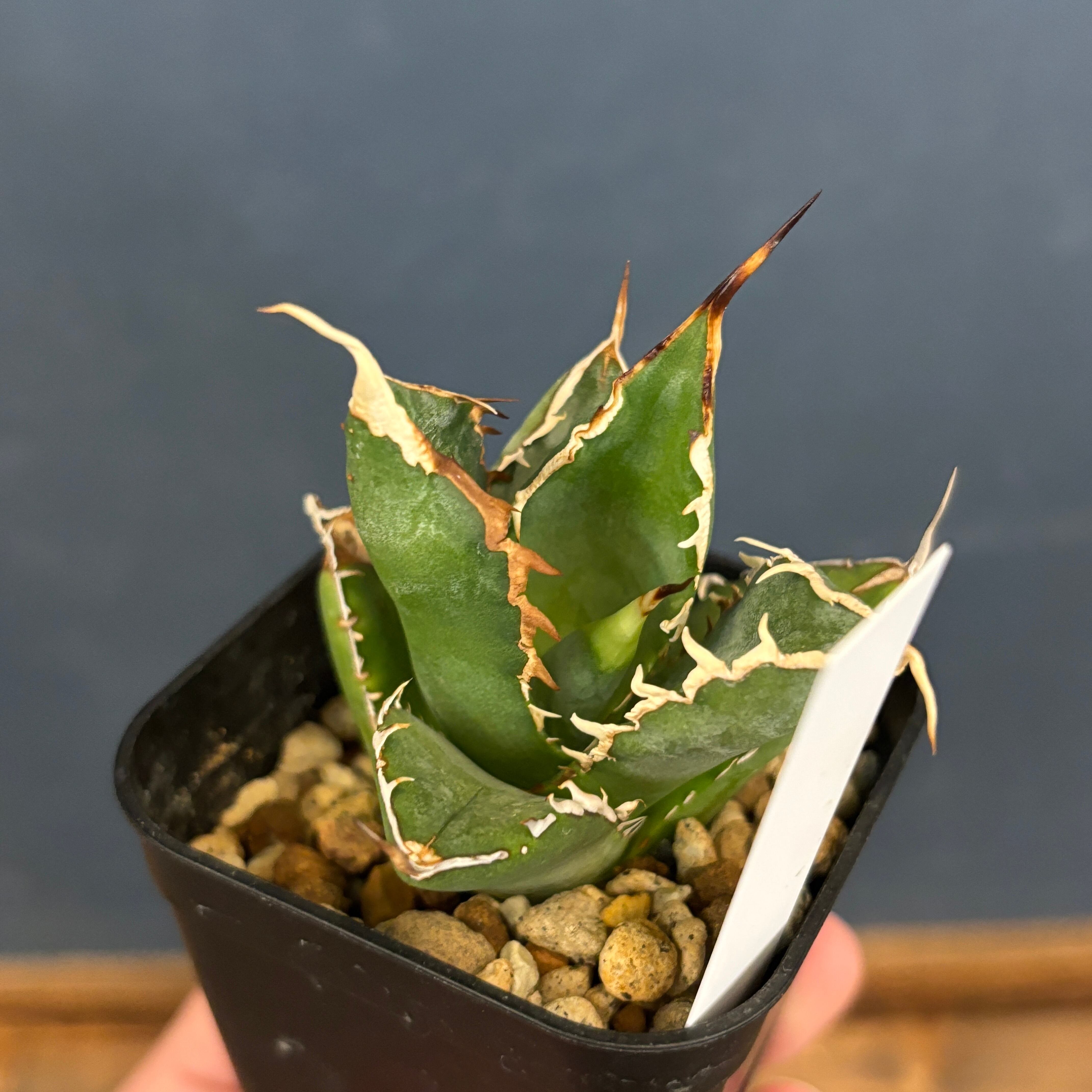 アガベ チタノタ ブレイズ【241】 | PROTOLEAF プロトリーフ