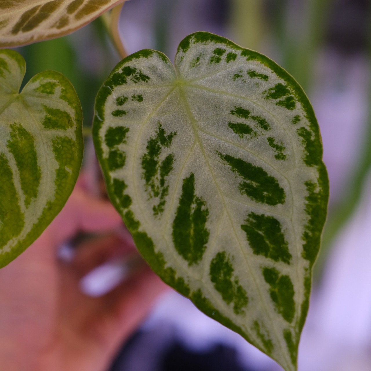 アンスリウム ドラヤキ × シルバーブラッシュ│Anthurium Dorayaki × A. Silver brush│観葉植物