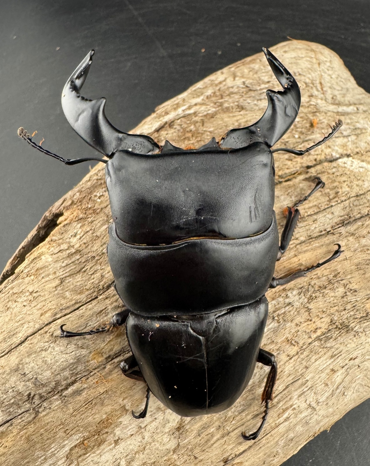 【WD】《ダイオウヒラタ 東ジャワ産 85mm ペア》