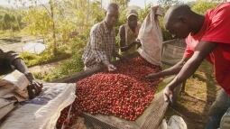 エチオピア イルガチェフ Gedeb Worka Natural G1 250g | Caffe Bal エチオピア イルガチェフ Gedeb Worka Natural G1 250g | Caffe Bal