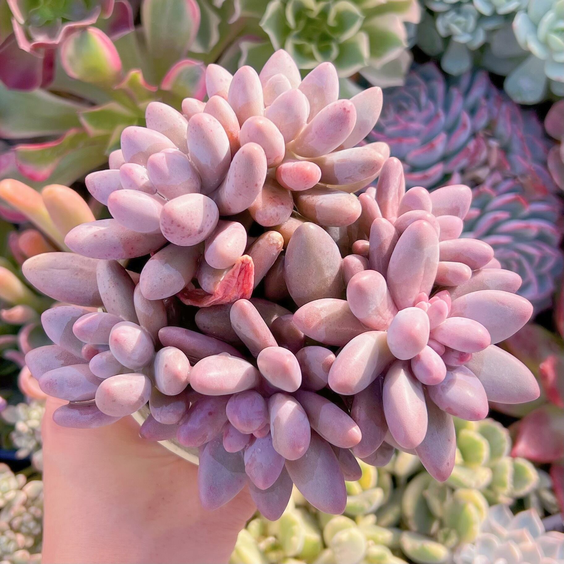 現品　白い恋人#086　るる農園