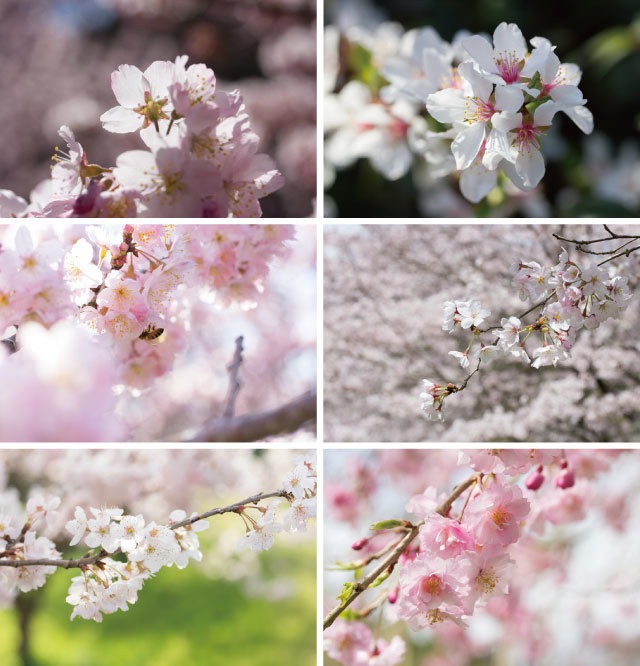 桜のポストカード2016（6枚セット）