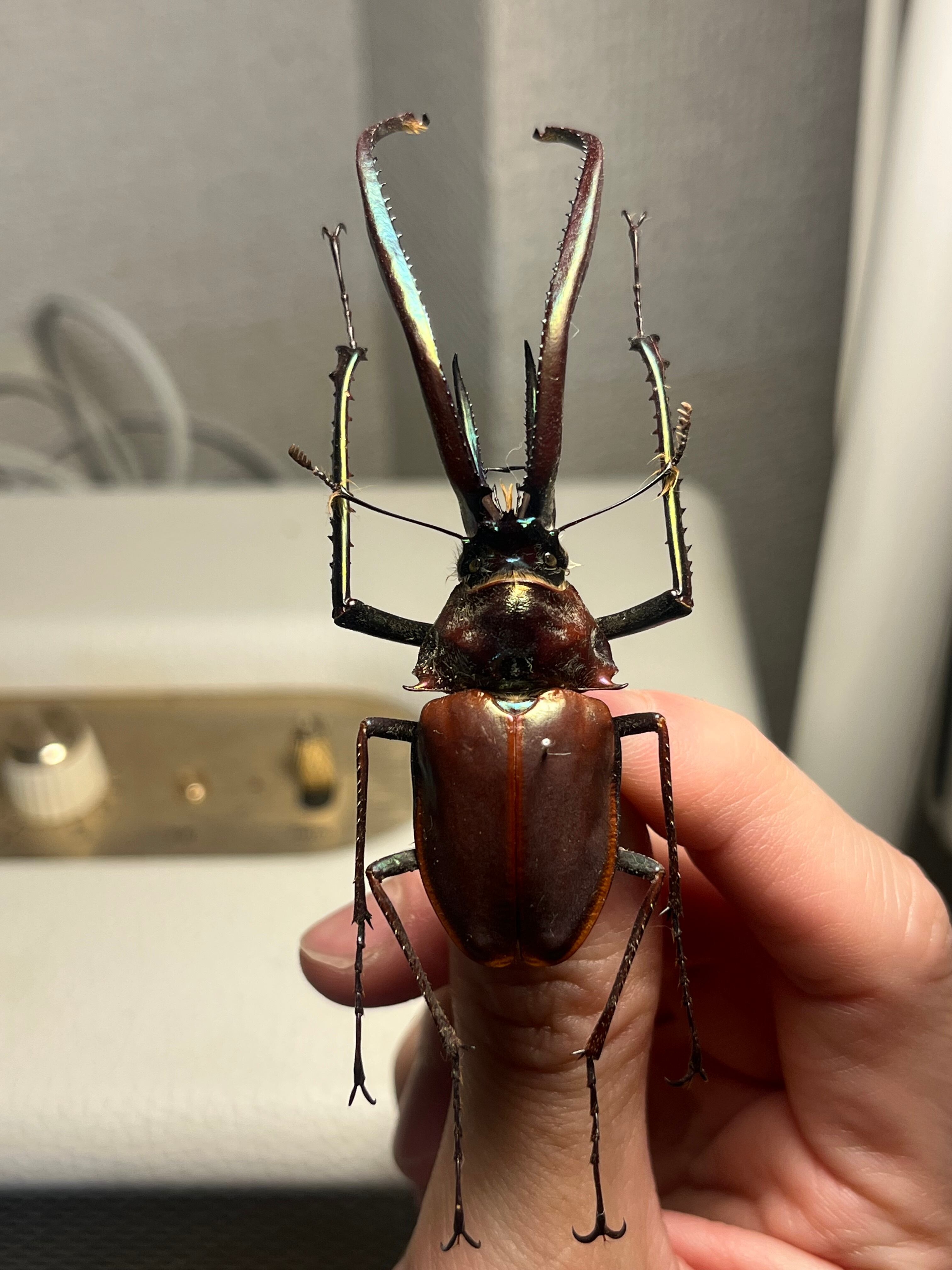 81mm】チリクワガタ メタリフェルホソアカクワガタ Wild 昆虫標本