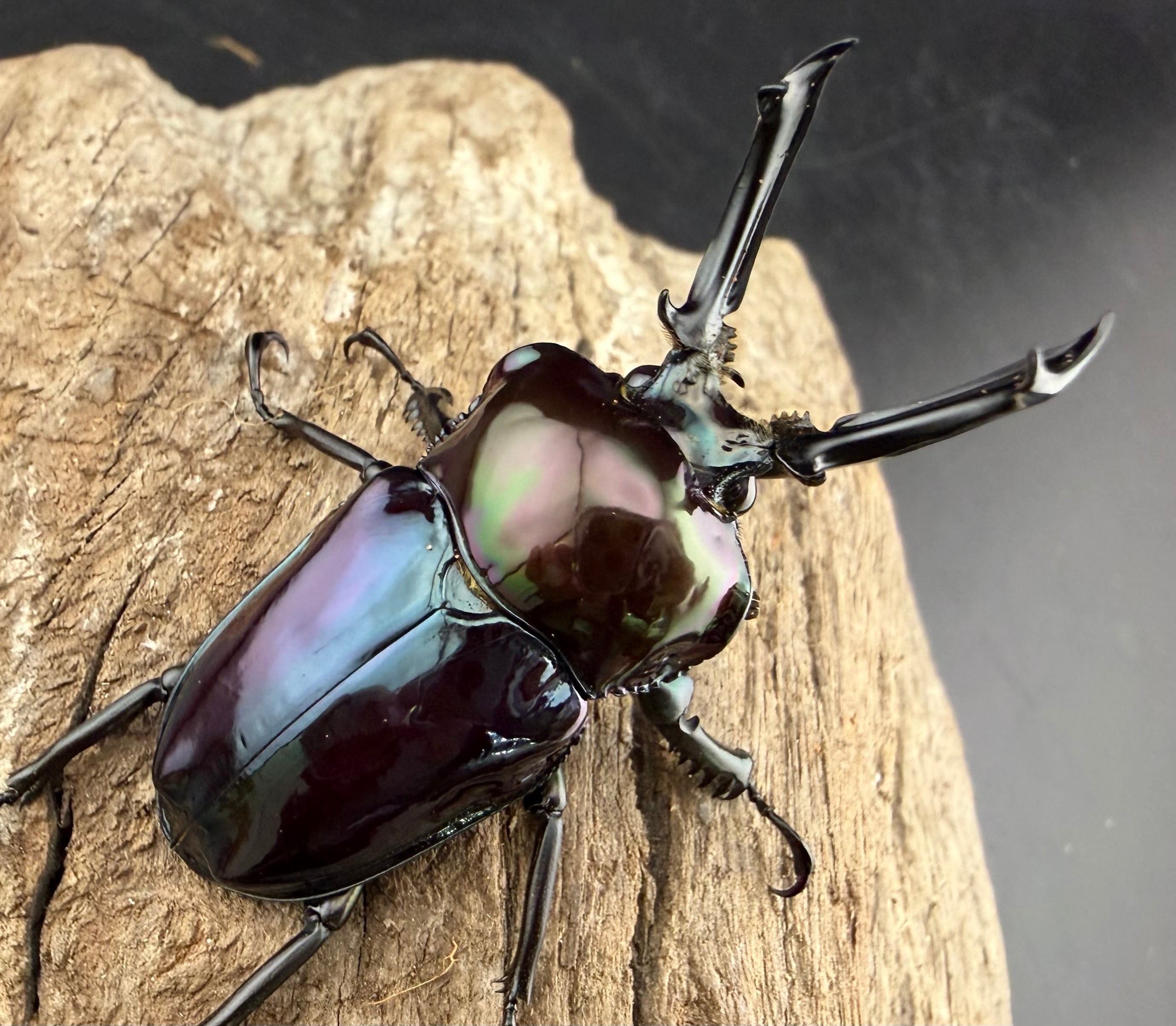 ニジイロクワガタ 虹瑠璃 52.5mm ペア》ハイマウンテン氏委託個体