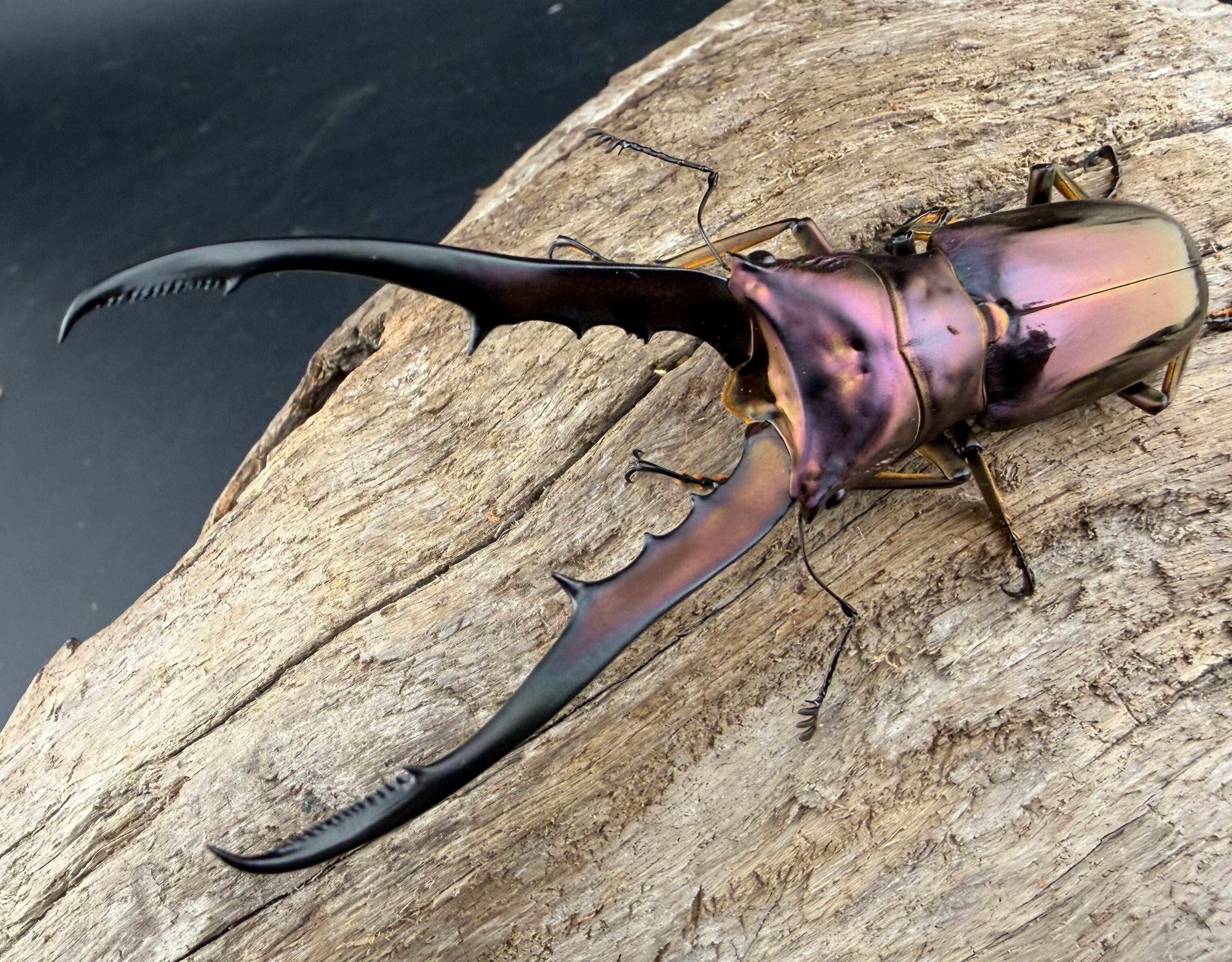 【虫研】　★大型アラガール65.8㎜★　標本　昆虫　クワガタムシ　剥製　博物館