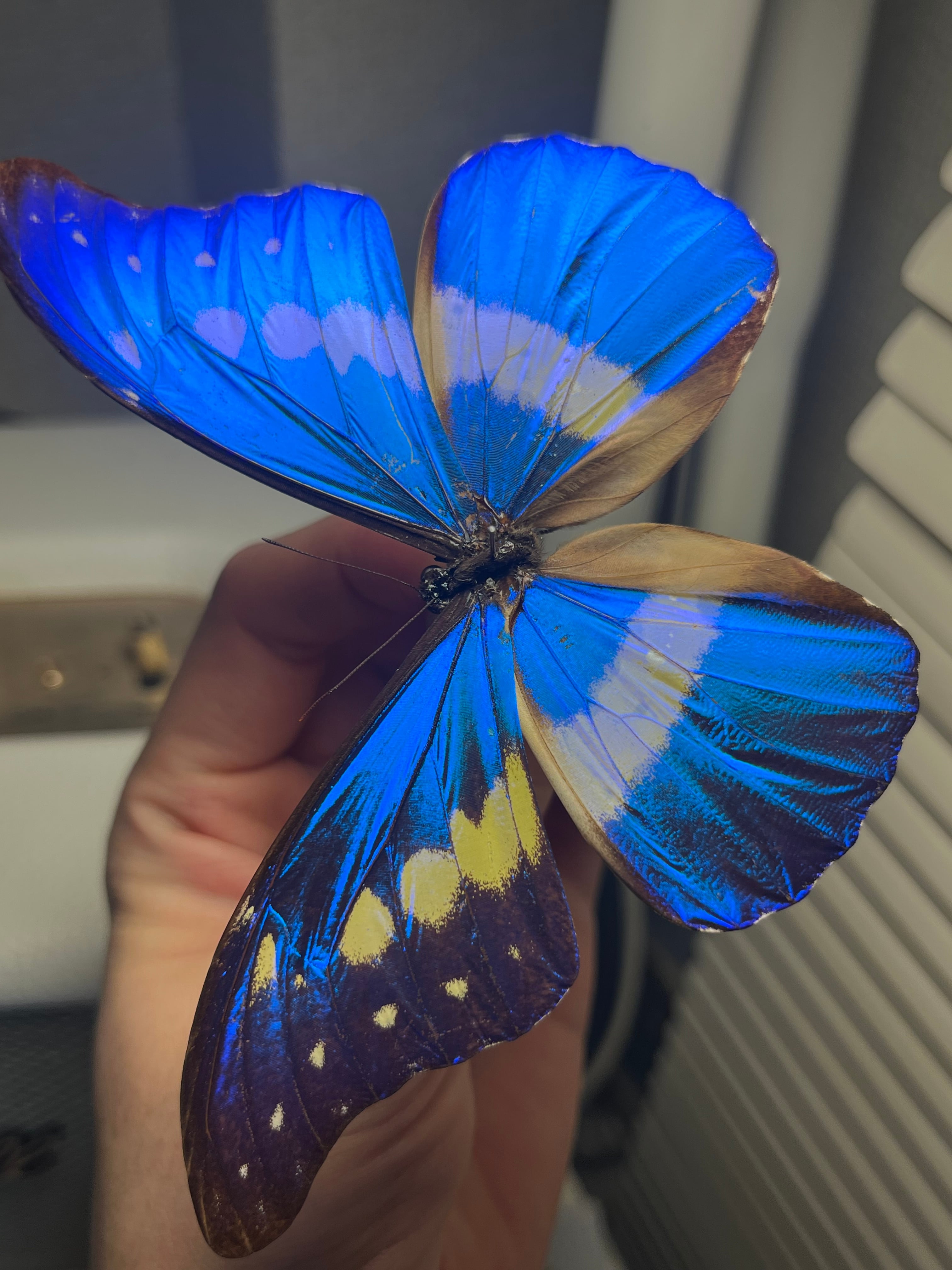 ヘレナモルフォ レテノールモルフォ蝶 蛾ピカソモスモルフォチョウ