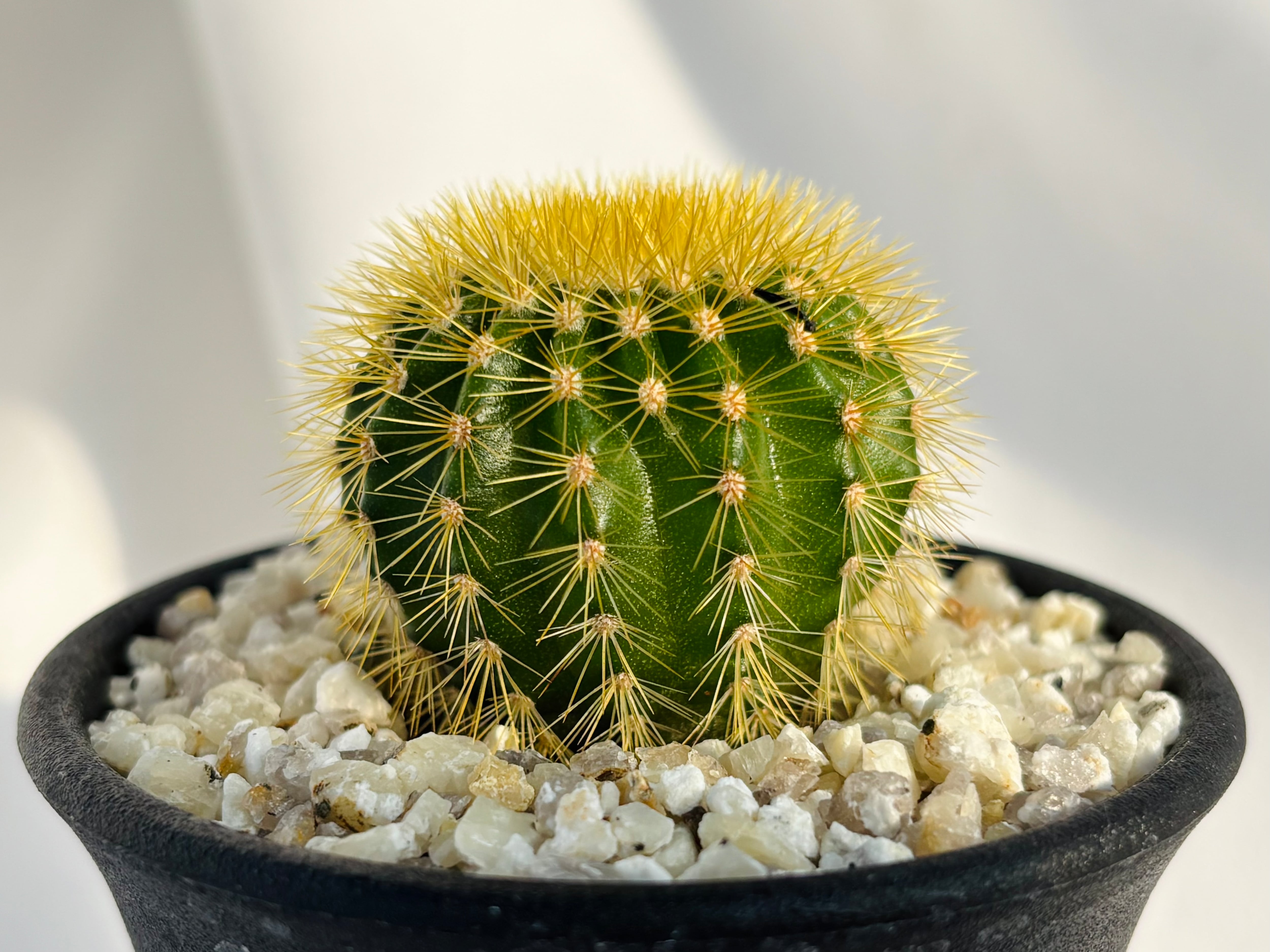 Uebelmannia pectinifera v. eriocactoides ユーベルマニア エリオ