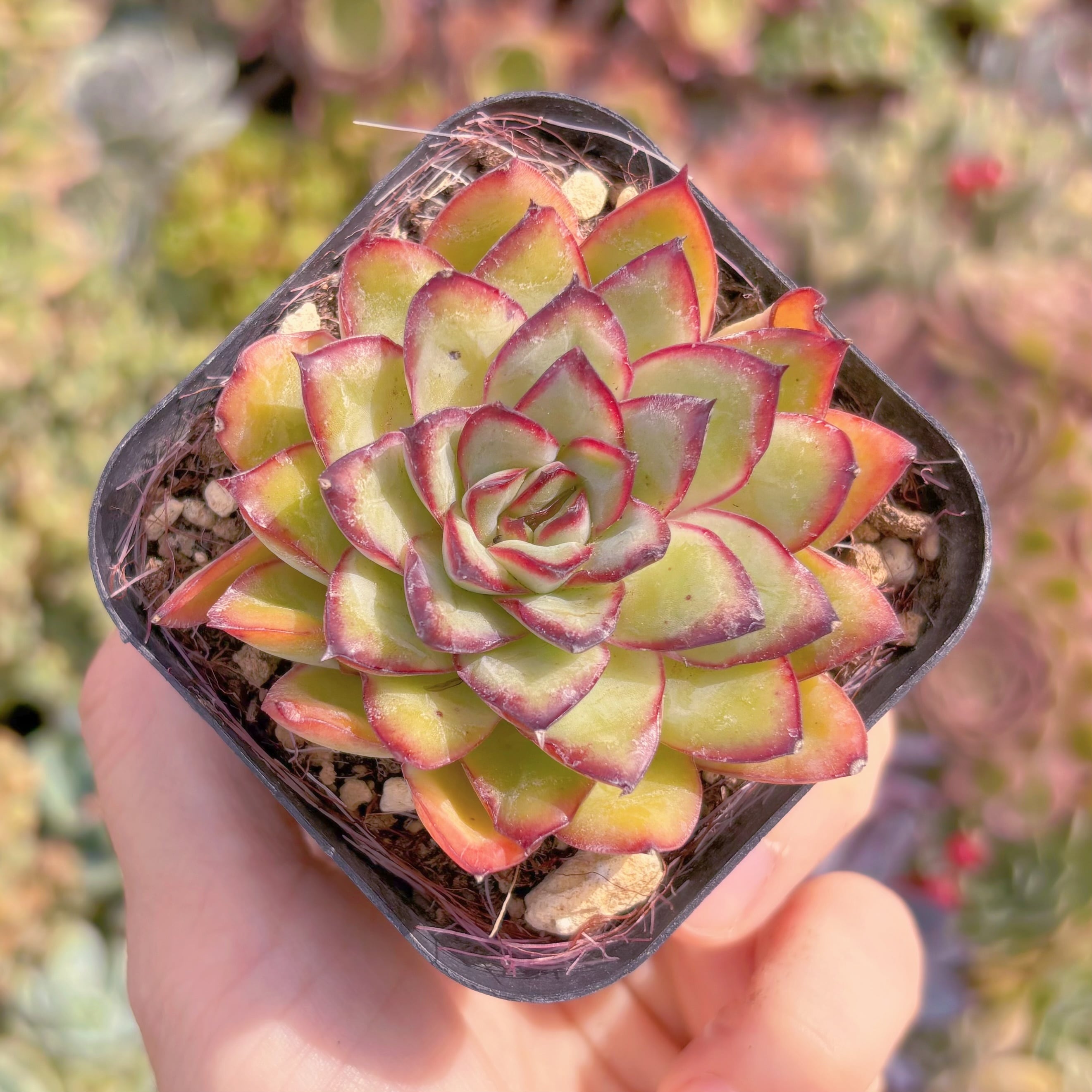 現品　メキシコプリトニス#771　るる農園