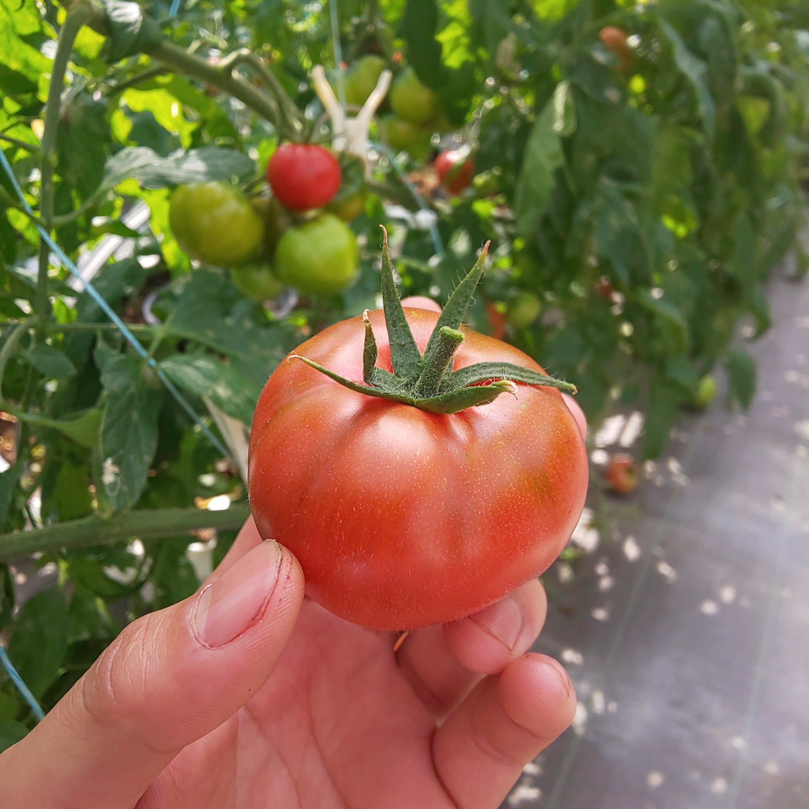 6本セット】旨味濃厚糖度9°‼️ 無塩•無添加トマトジュース【送料無料