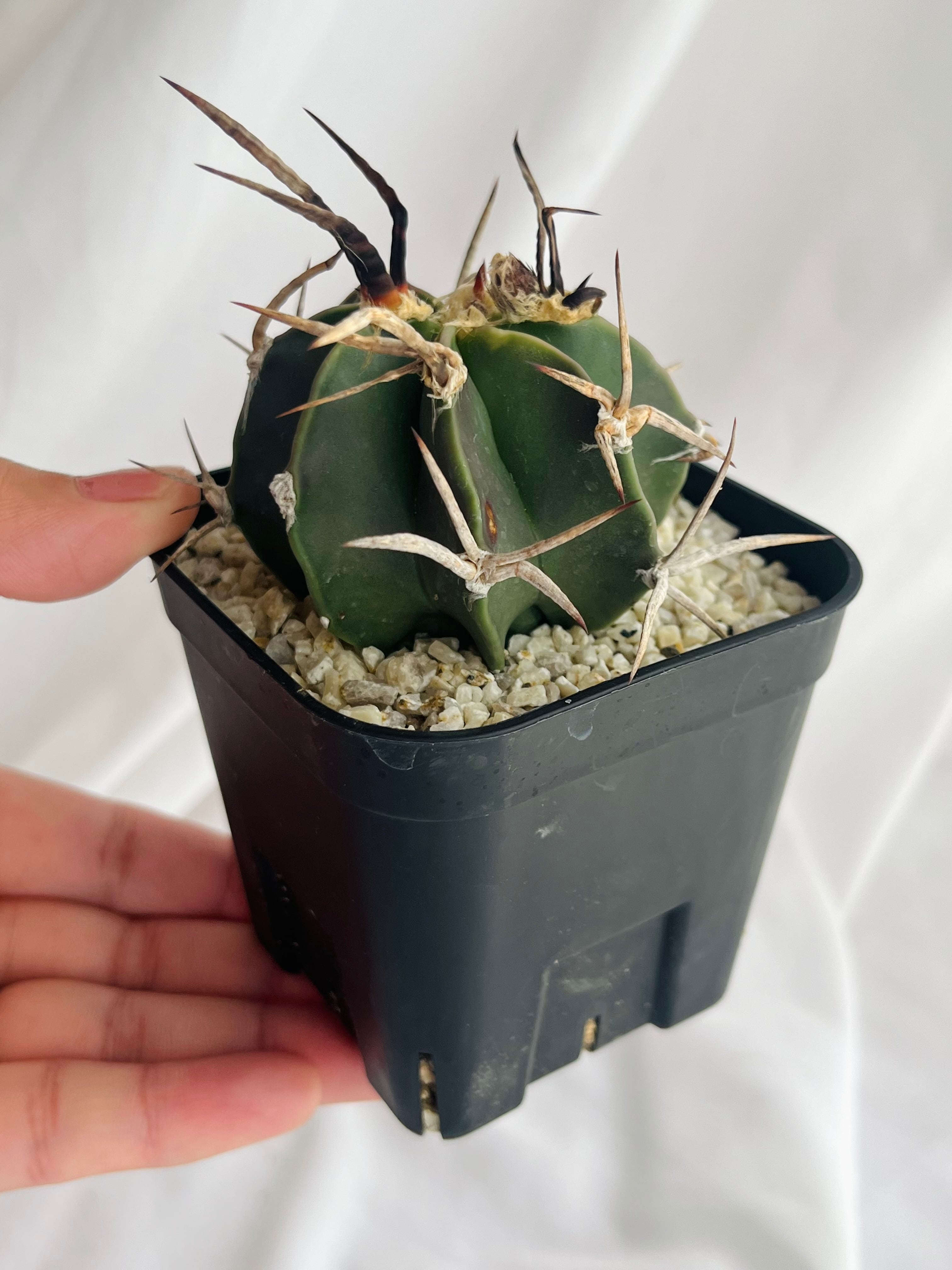 サボテン 王冠竜2個セット耐寒性⭕️【鉢ごと発送】ドライガーデン