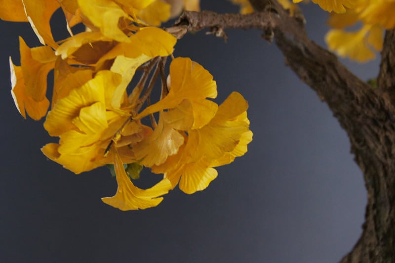 盆栽 イチョウ Ginkgo Tree Bonsai #19 | Oh! BONSAI