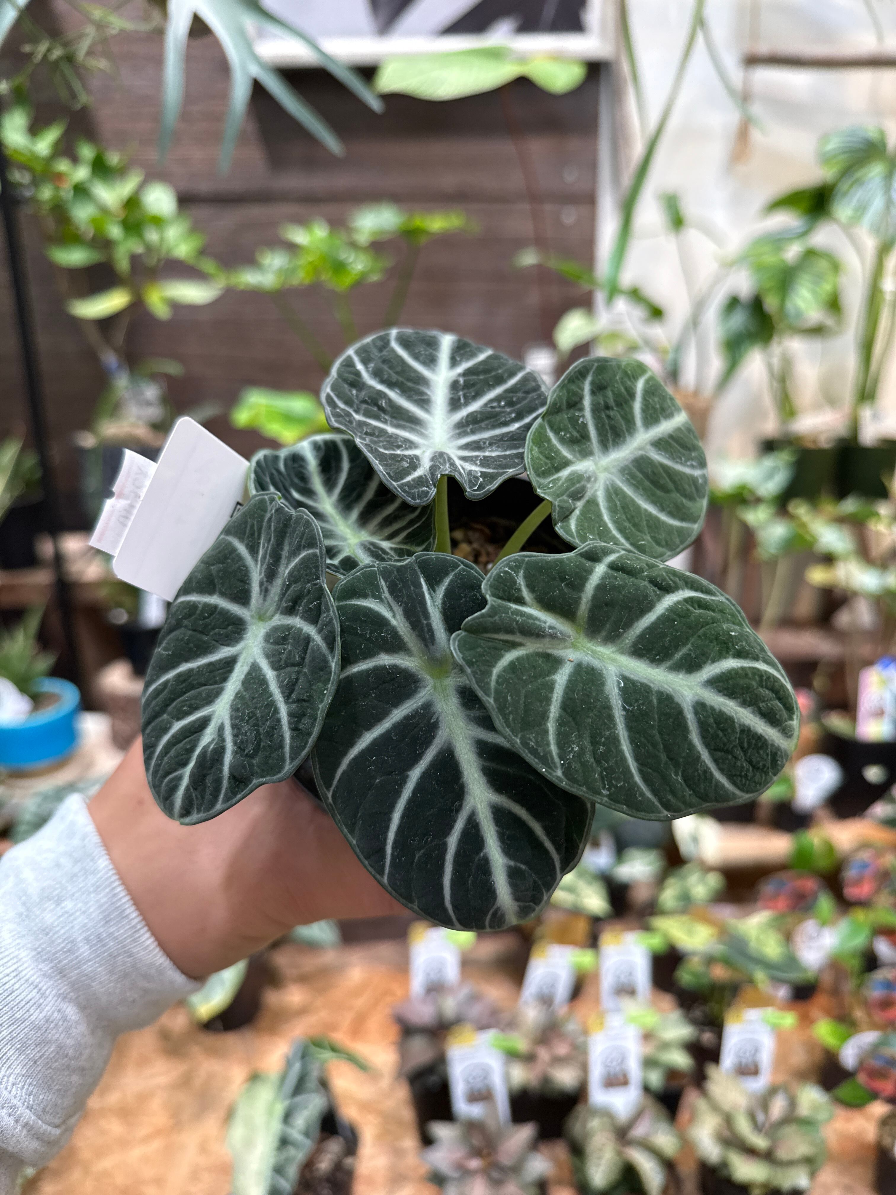 アロカシア ニンジャ | Gardenえん 【観葉熱帯植物・多肉植物】