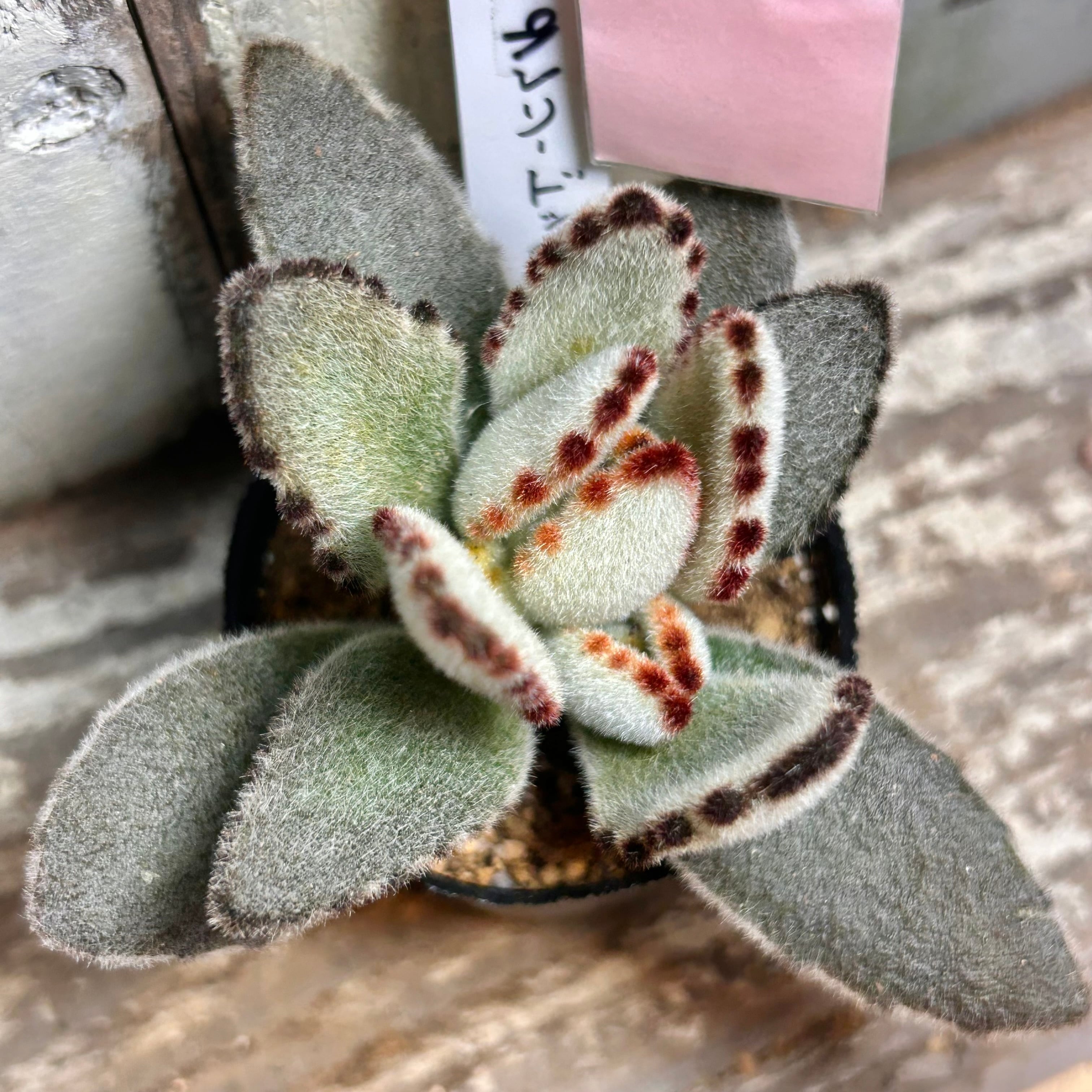 多肉植物 | RuPo 多肉植物専門店