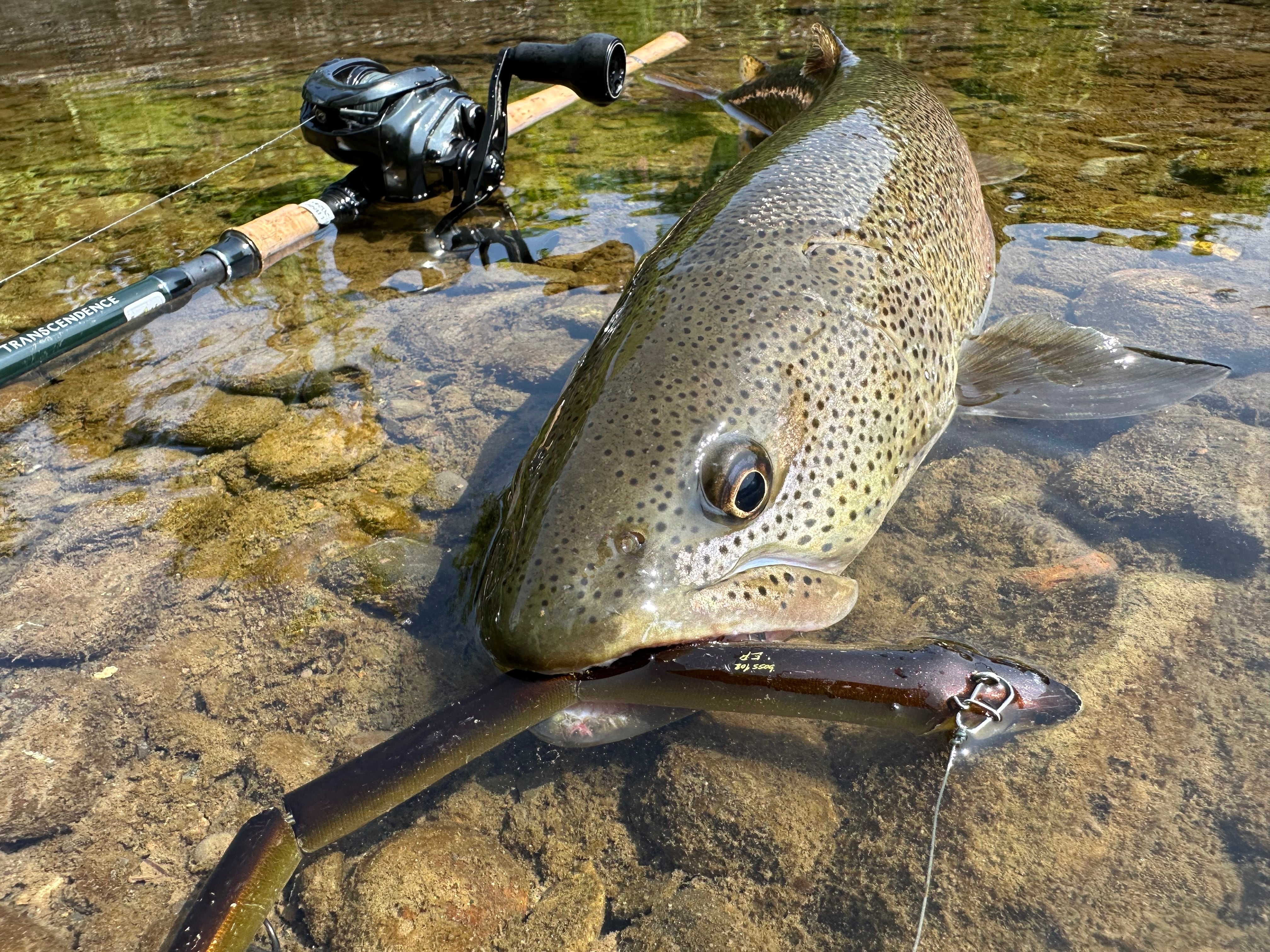 JUNCTION×TRANSCENDENCE ”LateBloomings Junction Ver.60＋