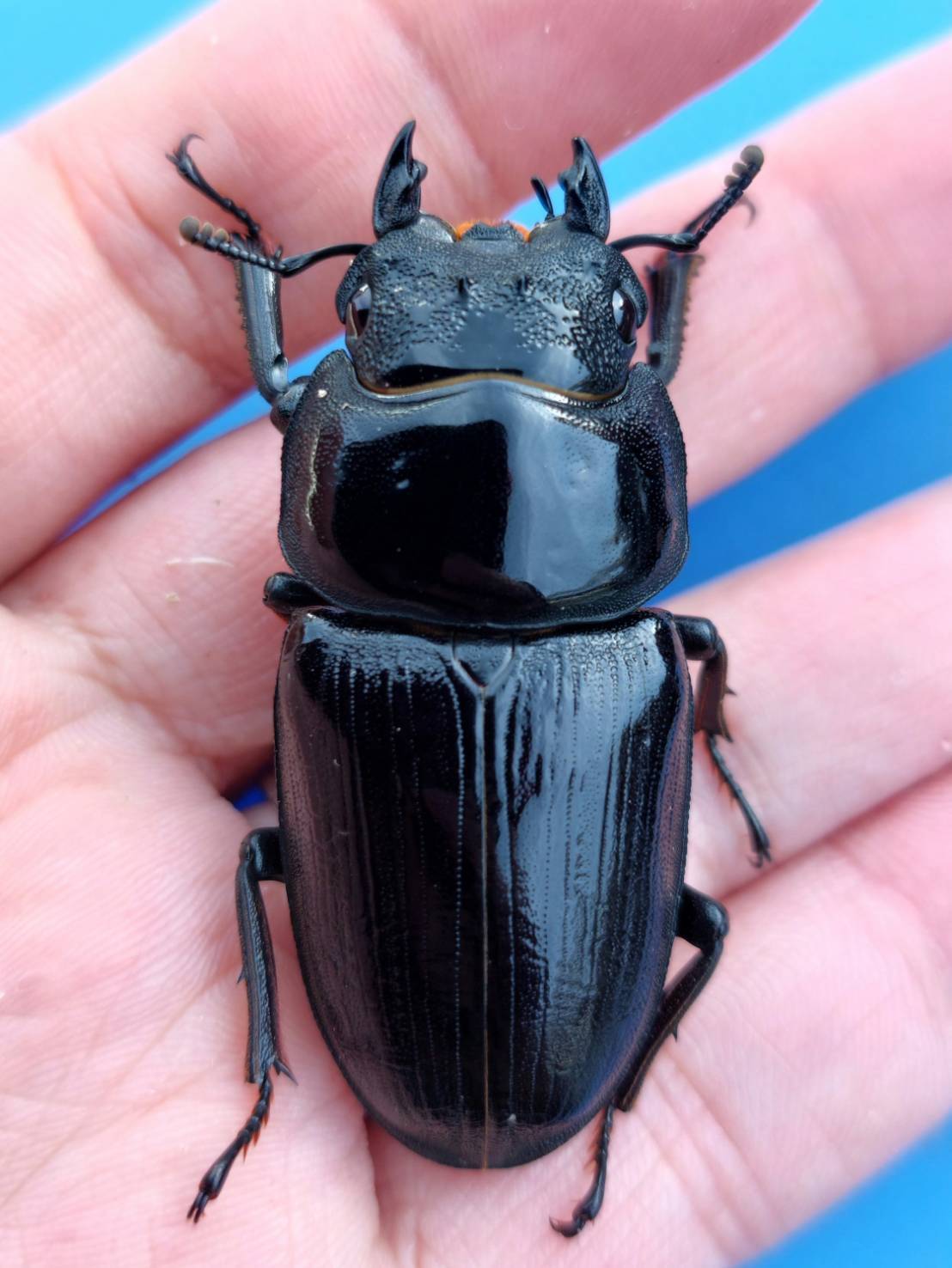 久留米産オオクワガタ専門店『OokuwaMemories』