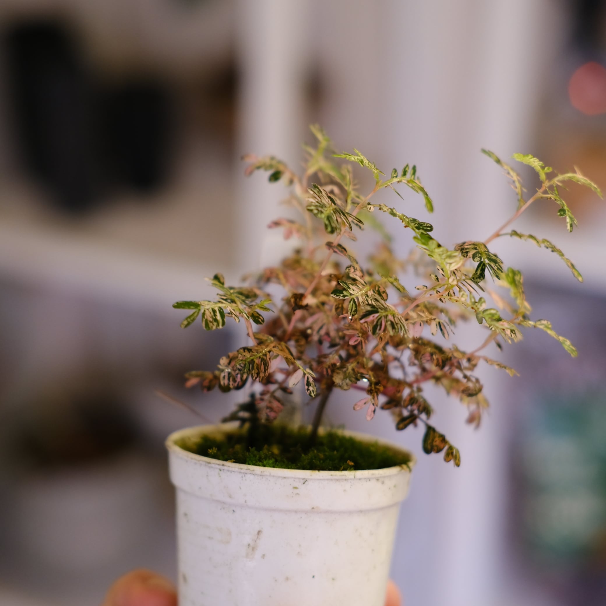 Phyllanthus urinaria 'Pink Variegated'│フィランサス・ウリナリア