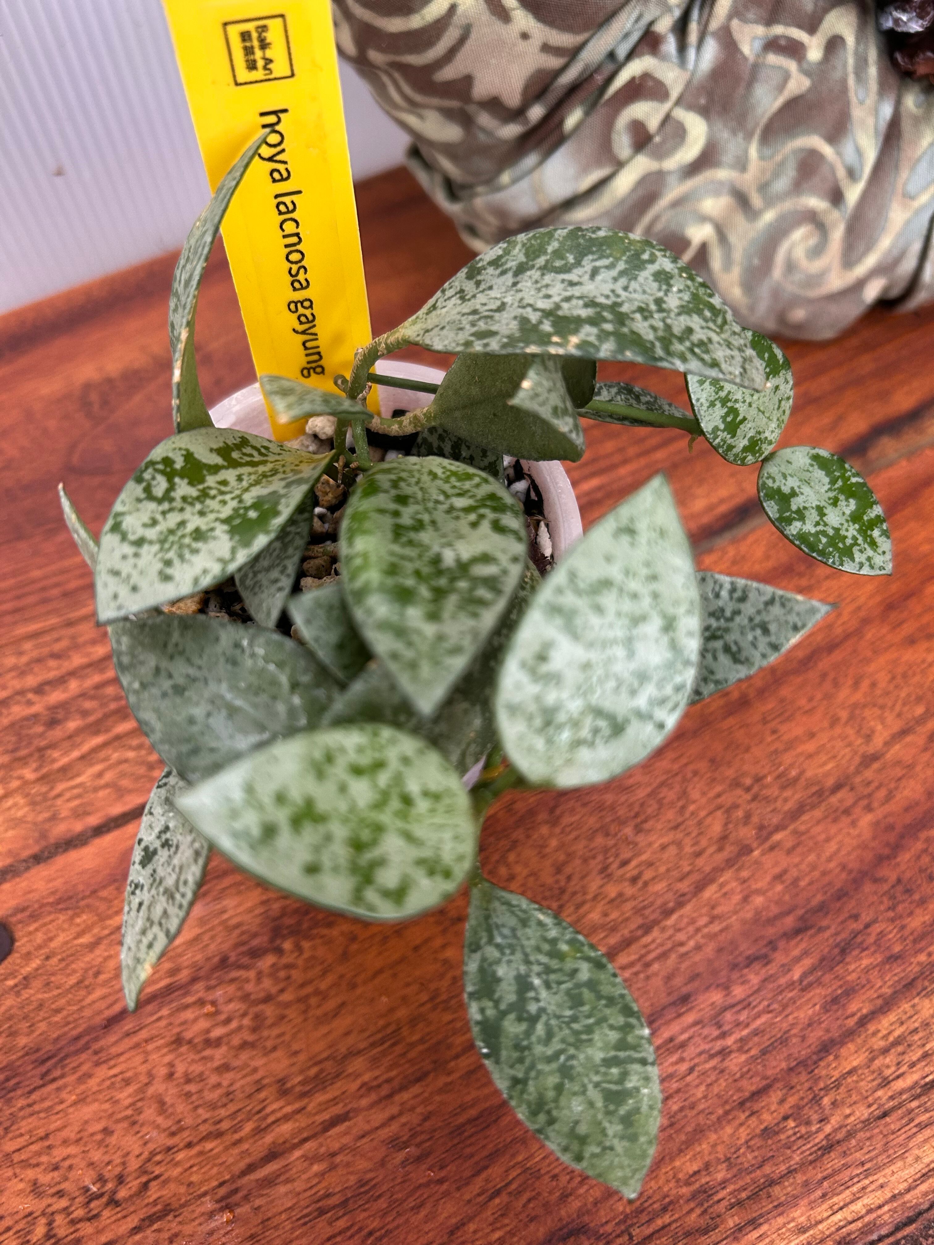 Hoya | BA PLants