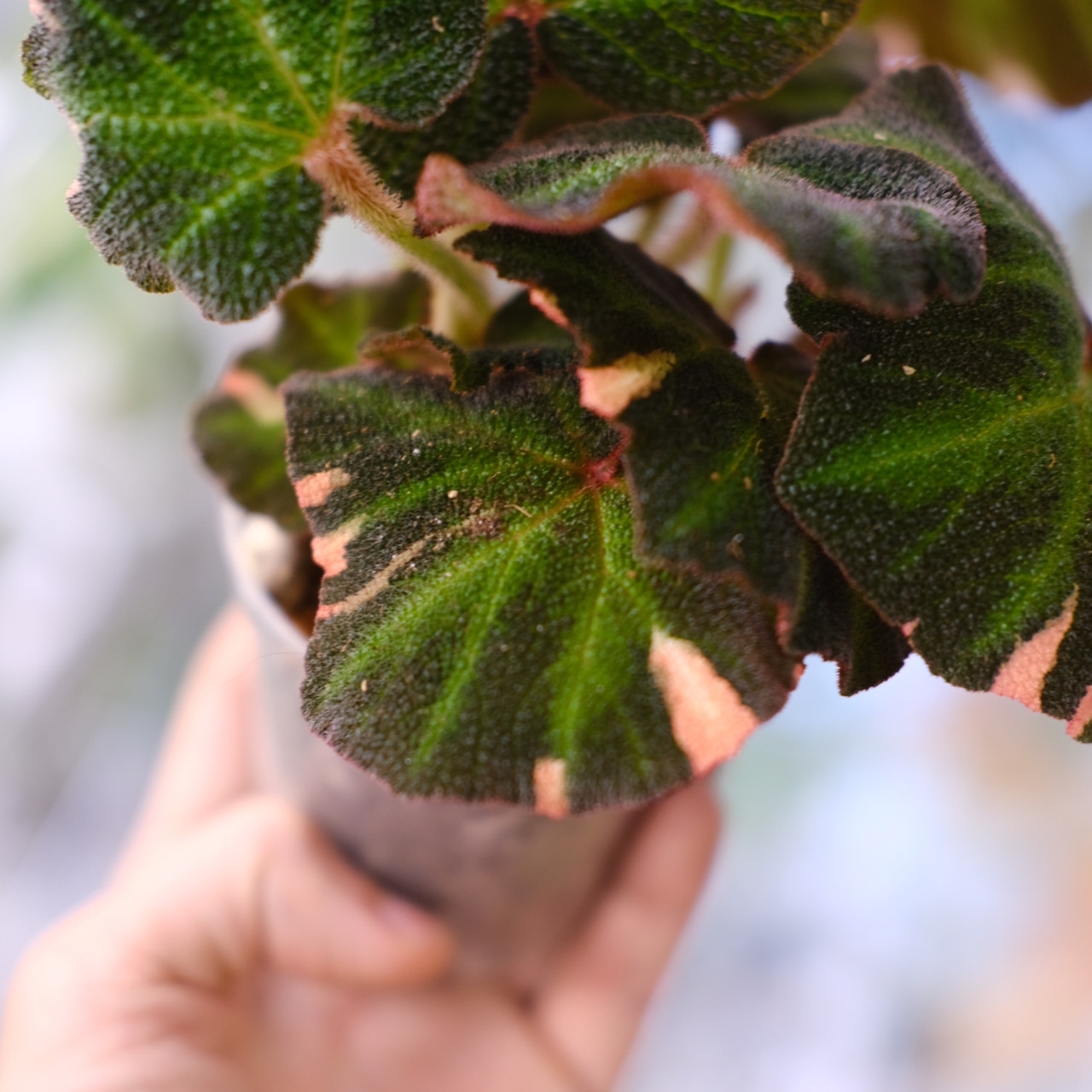 Begonia soli mutata Variegated / ベゴニア ソリムタータ バリエガータ ピンク