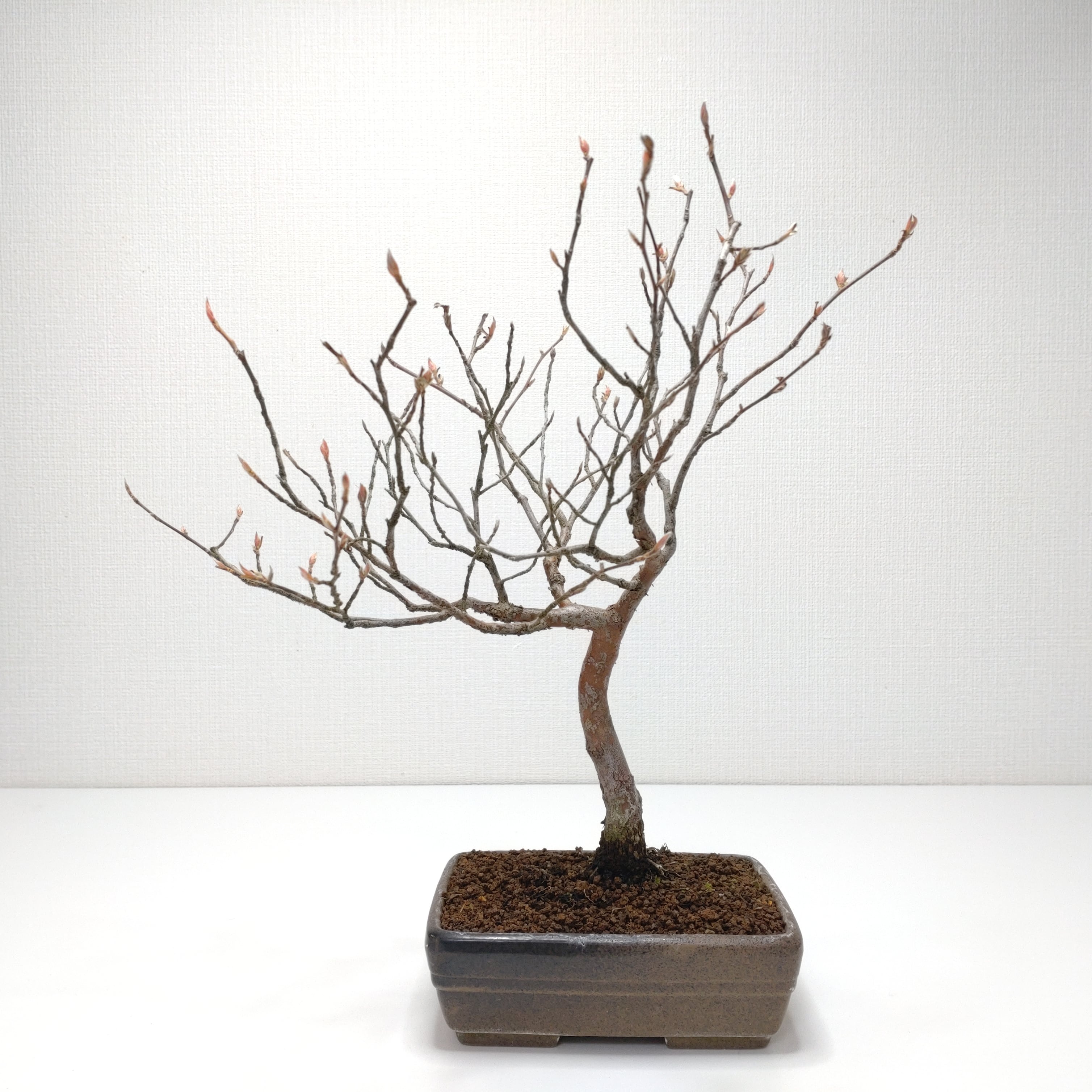 ヤマコウバシ盆栽 SS016 | 盆栽創【Bonsaisou】