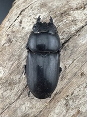 【WD】《ミンダナオヒラタ キダパワン産 86mm A’品ペア》