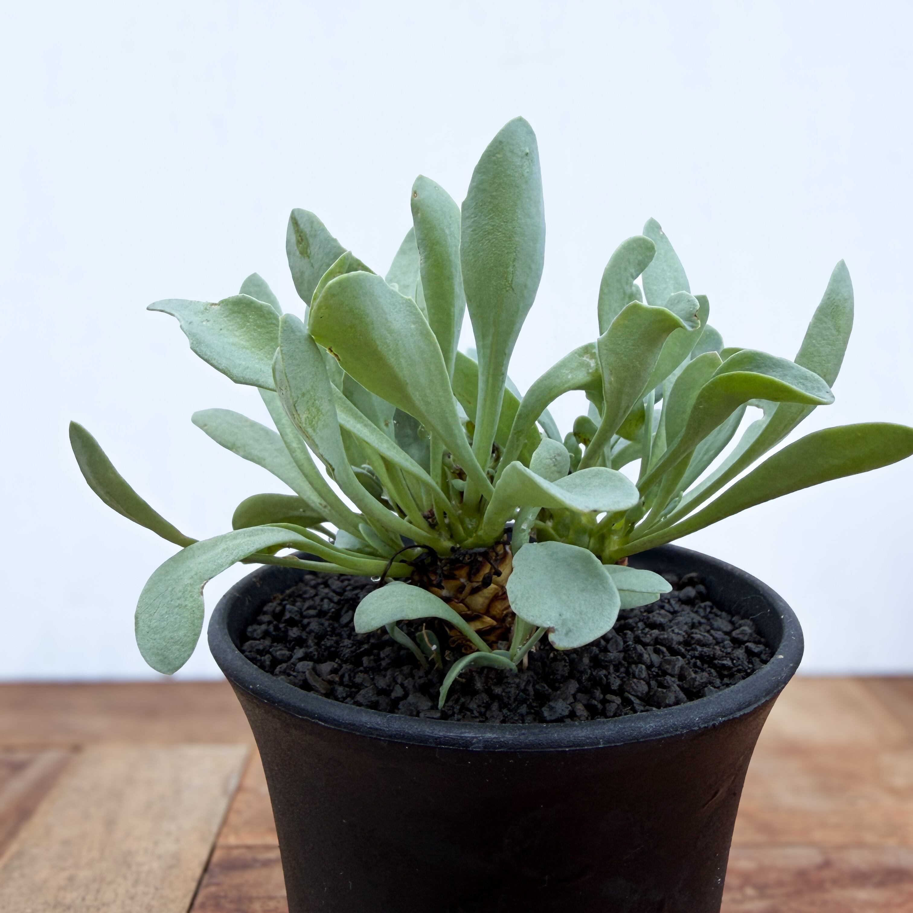 美株 オトンナ レピドカウリス 発根済 オトンナ レピドカウリス 発根済 【公式通販】