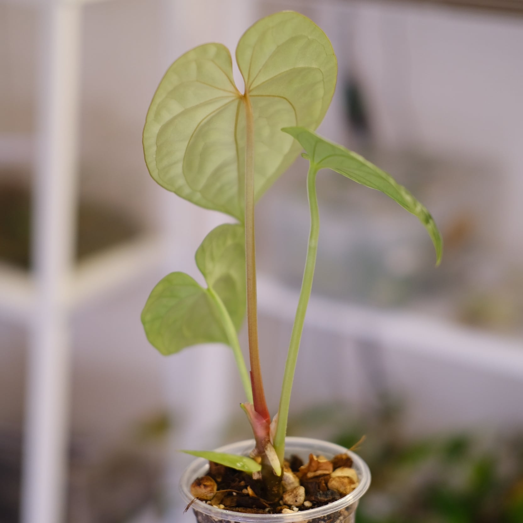 Anthurium moodeanum / アンスリウム・ムーデアナム Anthurium moodeanum / アンスリウム・ムーデアナム③