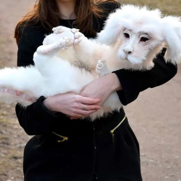 映画 ネバーエンディン 50 Neverending Plush Story The Animal Stuffed Toy ぬいぐるみ人形 はてしない物語 ストーリー ファルコン 定番のお歳暮 冬ギフト ストーリー