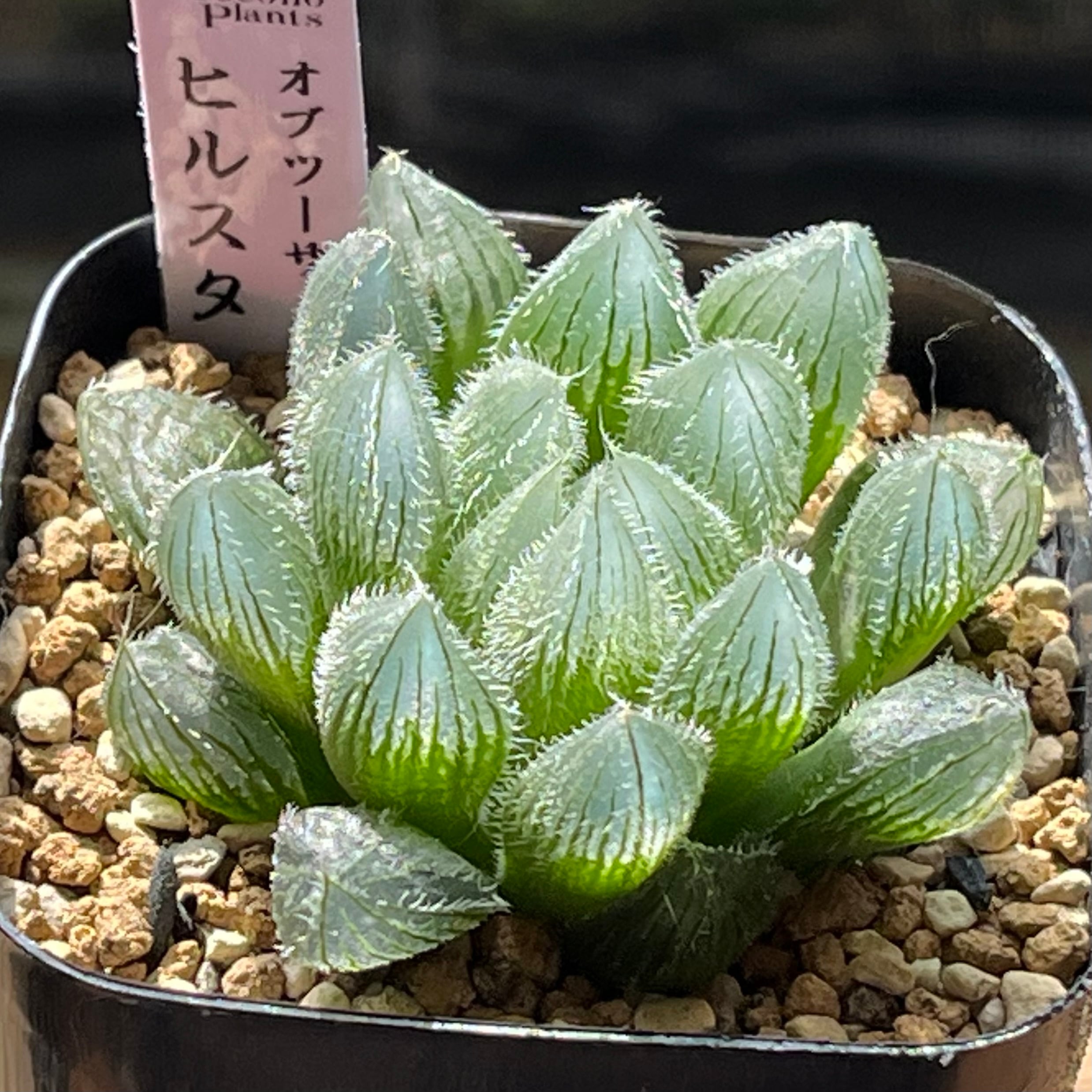 ハオルチア アトロフスカミュータント錦 | mocono_plants