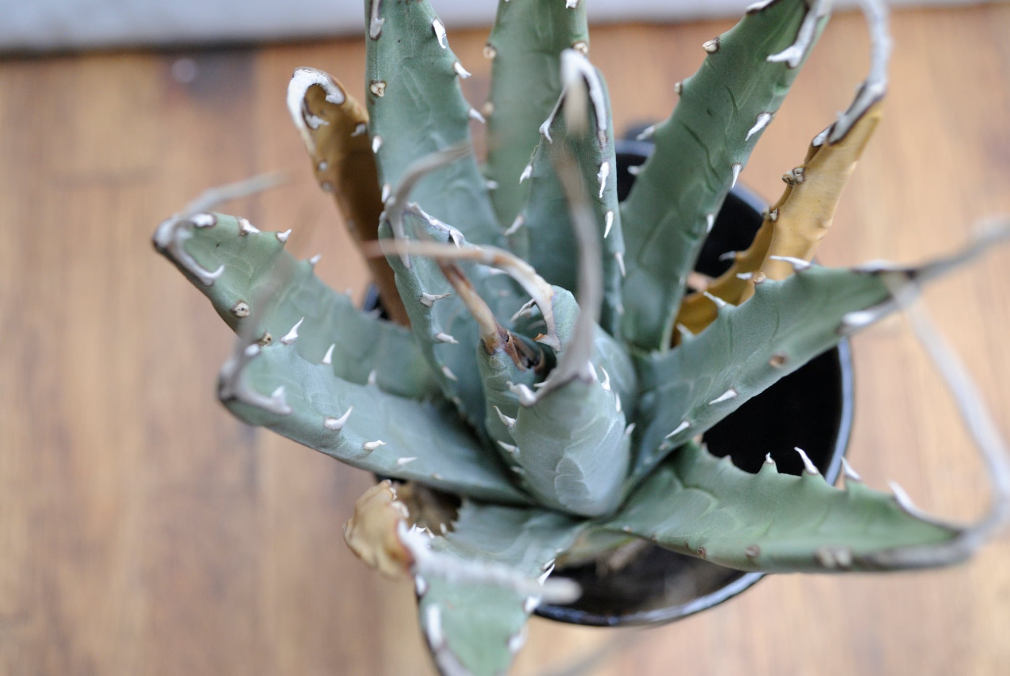 アガベ ユタエンシス エボリスピナ No.4 | Agave Rocon