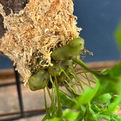 レカノプテリス carnosa【128】