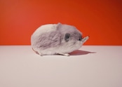 お腹の白いネズミ