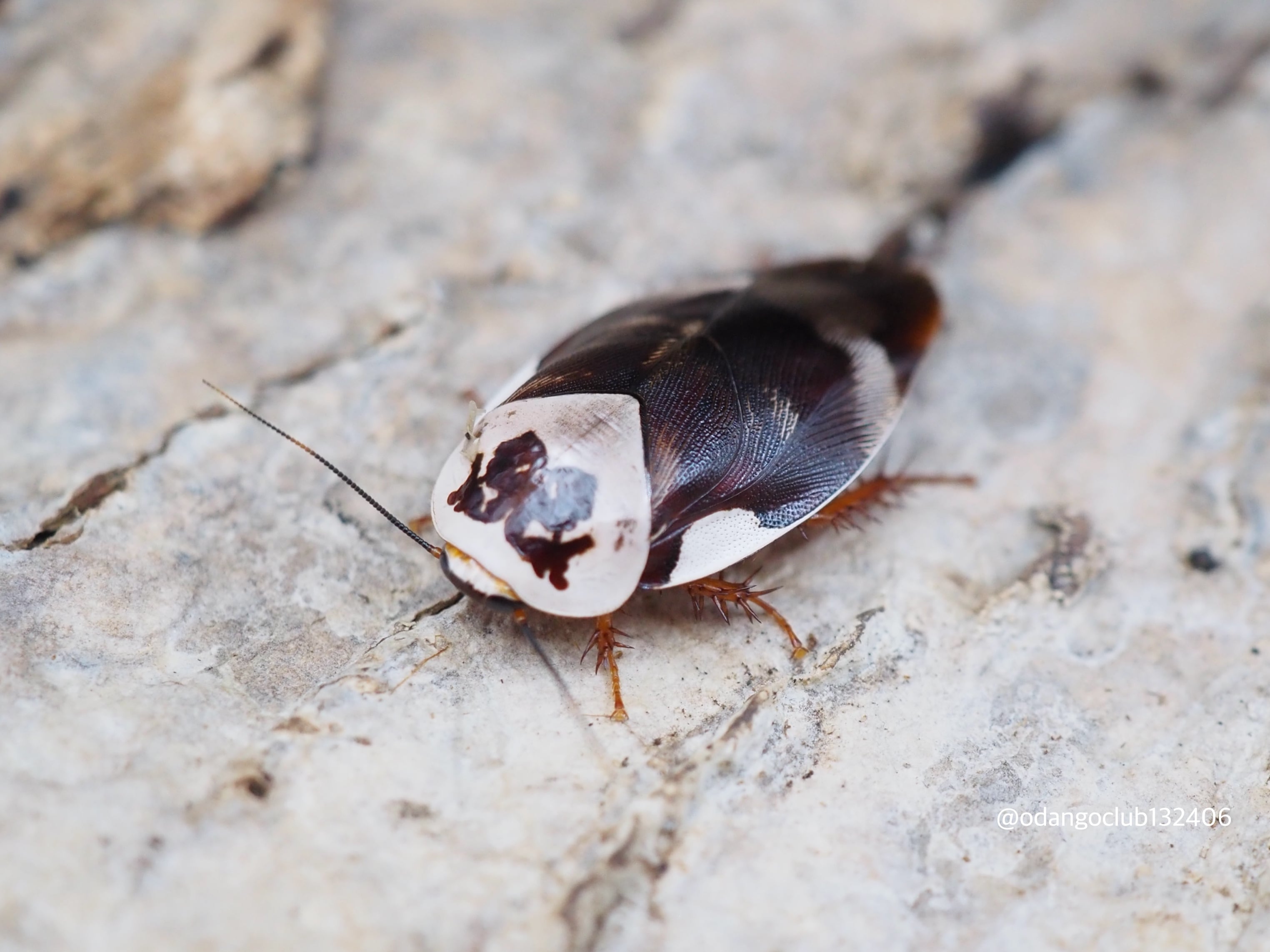 センチュリオンポーセリンローチ 5匹 ゴキブリ | おだんごくらぶ