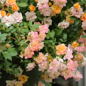 バラ大苗 ほほえみ【オリエンタル・エピソード】