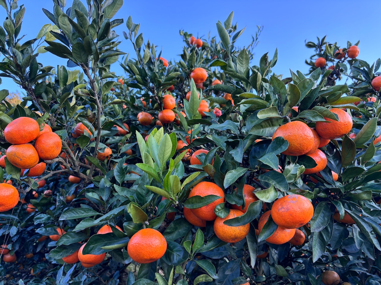 到着日 4月11日(土) 上門みかん 抽選申し込み 画像2