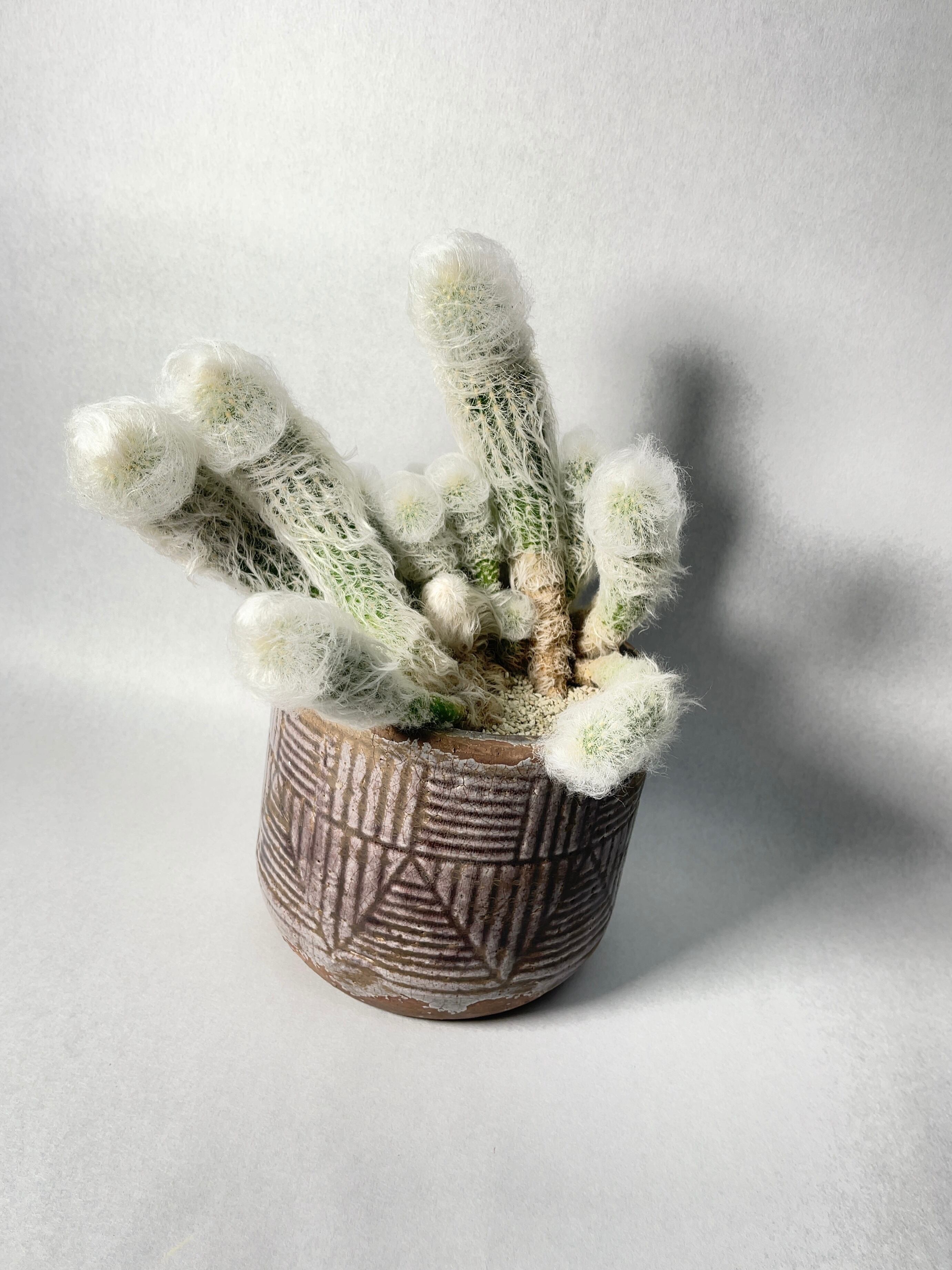 エスポストア・白宮殿 | trigger