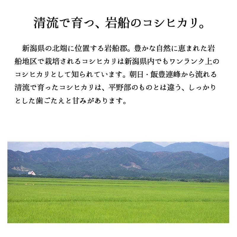 岩船産コシヒカリ 20kg 令和7年産 | 越後の稲穂屋