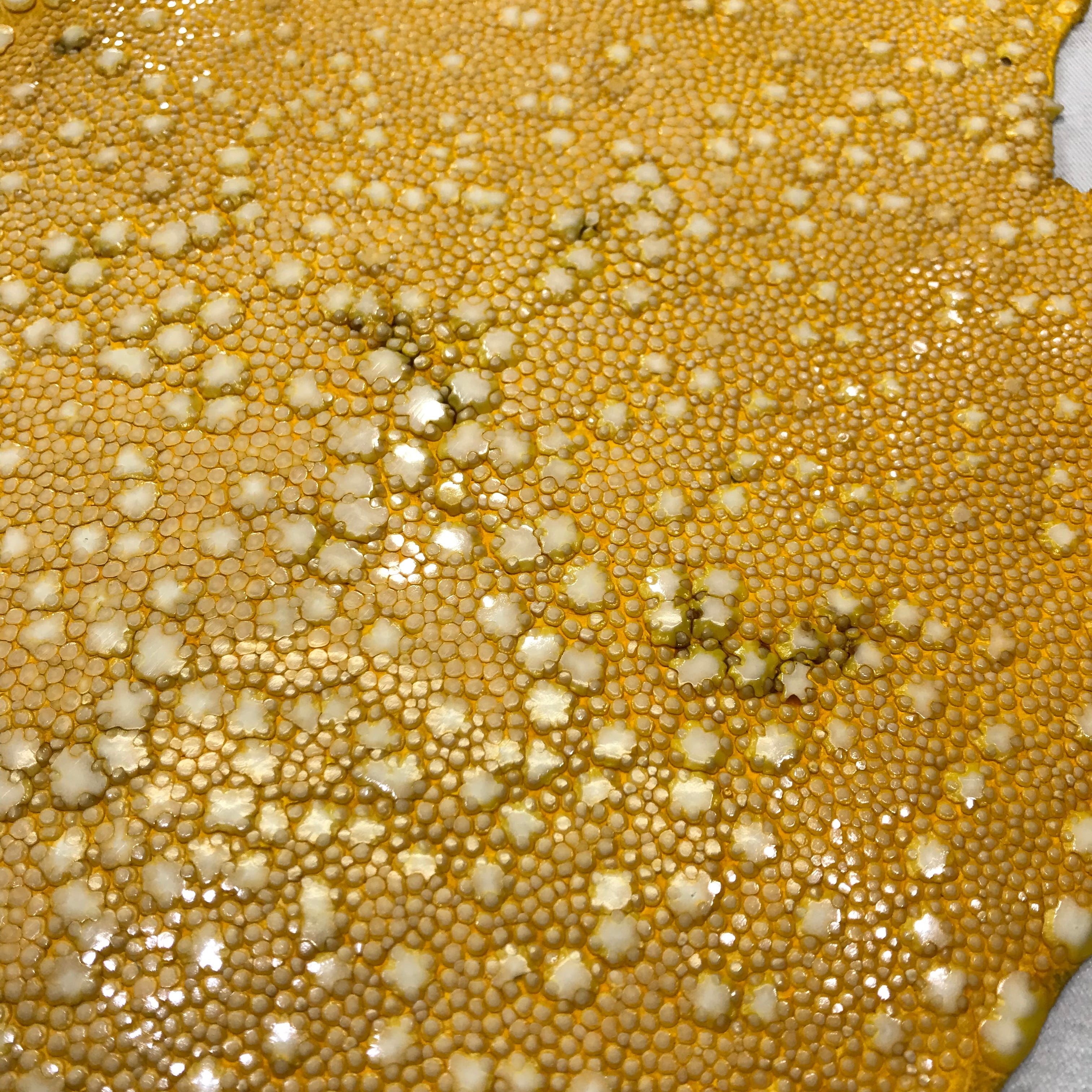 【希少】鮫皮　【梅花皮】 0aa0b9e6145c597dabb8843193b9c0