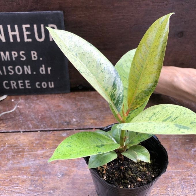 フィカス ジン】☆希少品種 斑入り ゴムの木 観葉植物 3号ポット ミニ