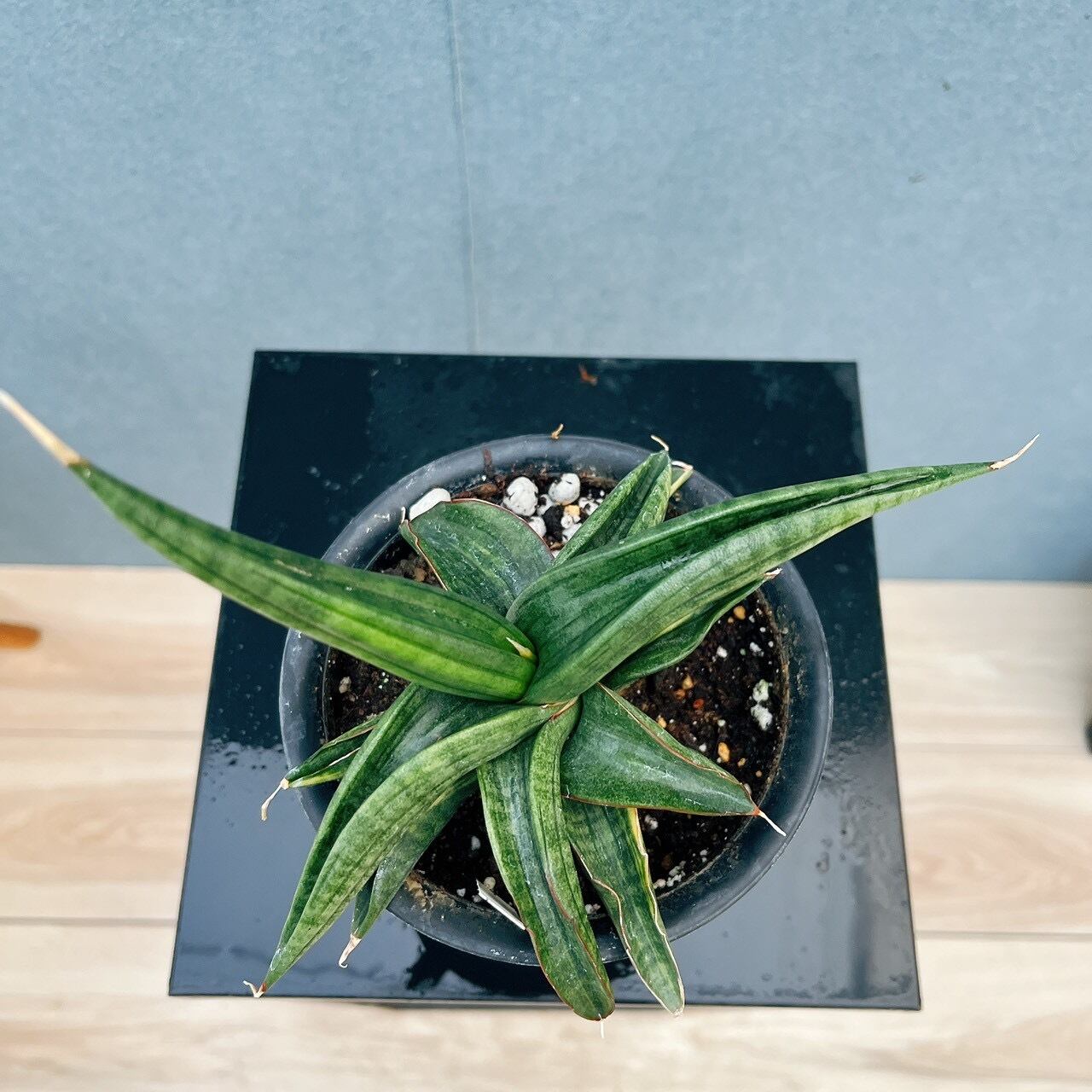 サンスベリア　パテンス・トルネード　斑入り　花咲いてます 現品］【希少】サンスベリア パテンス 斑入り 4号 観葉植物 室内 レア