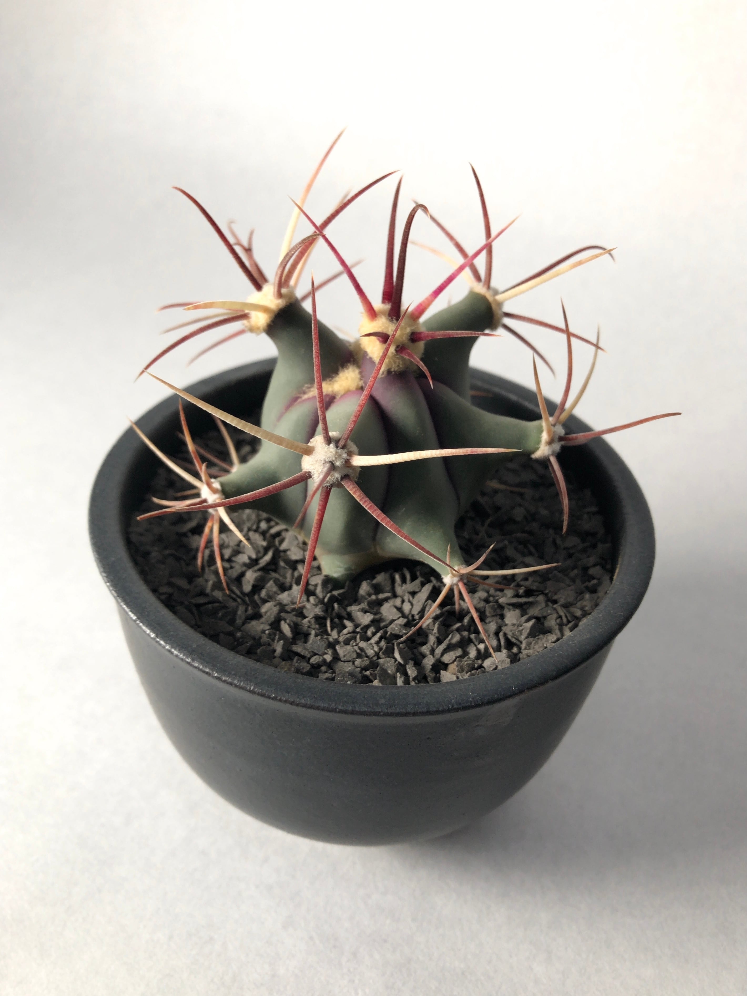 5420a96cb927e2a140df95acb46bb3