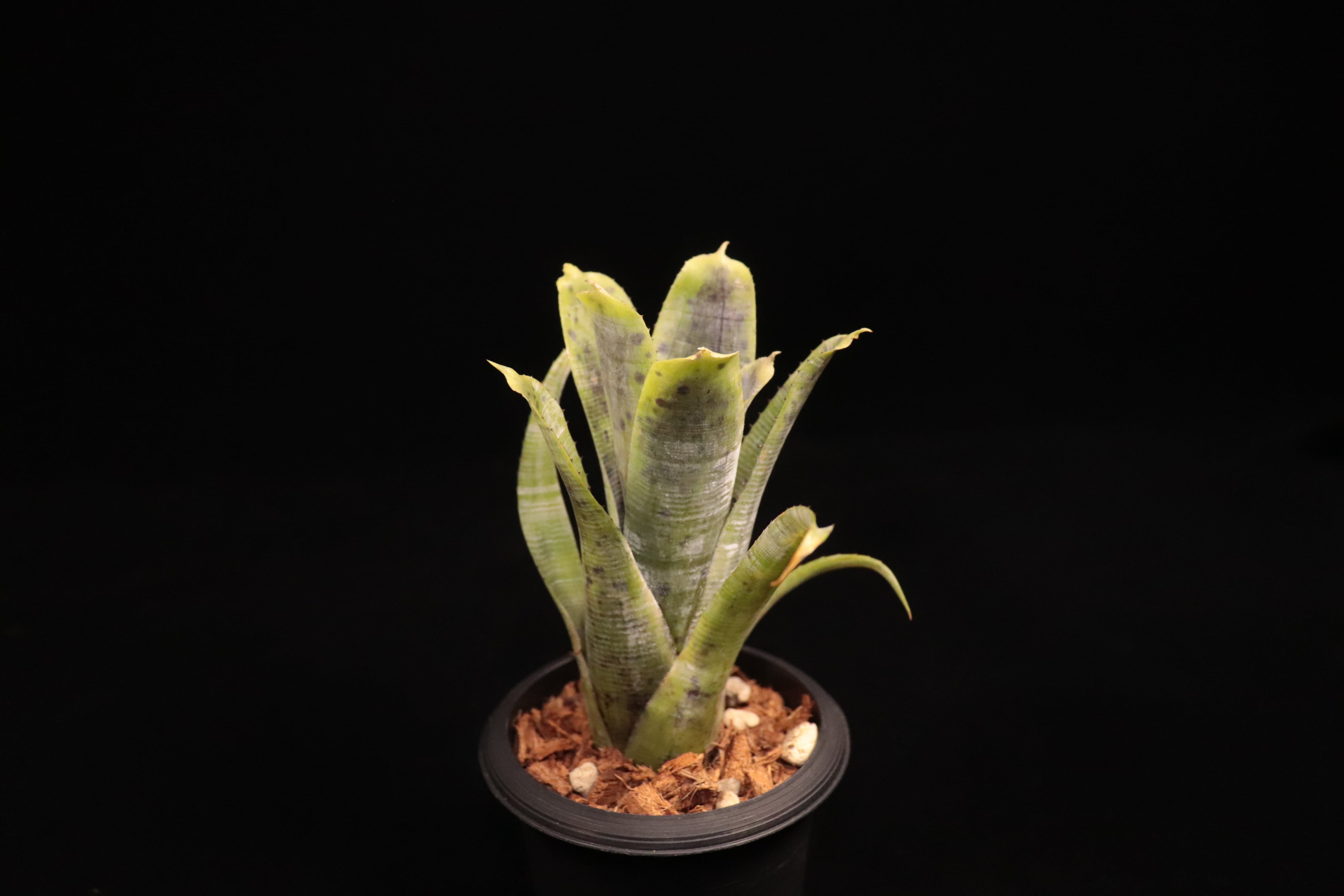 Neoregelia pauciflora (scurfy clone)〔ネオレゲリア〕N683 | plane
