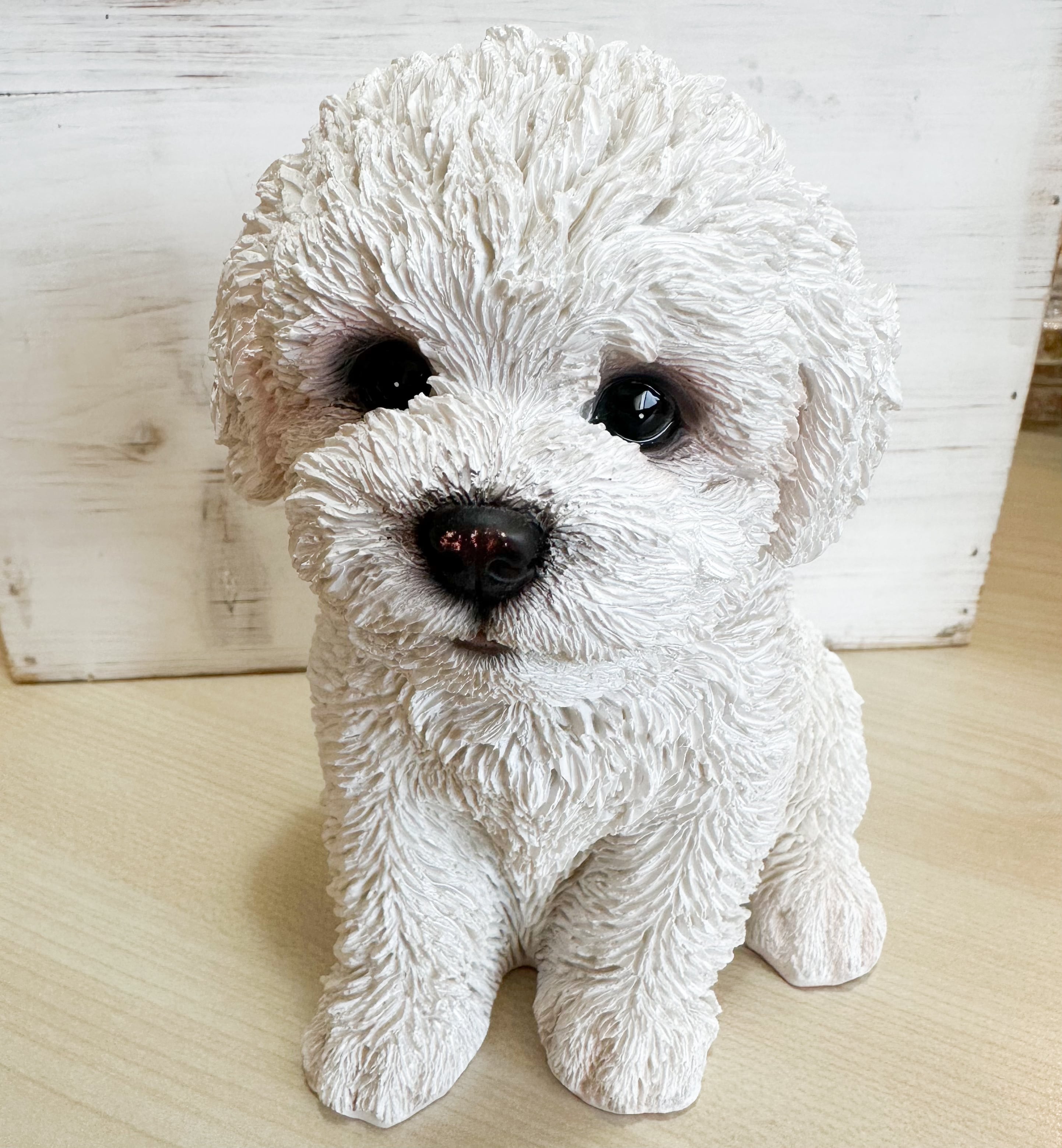 お座りビションフリーゼ