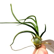 チランジア　ブルボーサ f.alba Takiz (Humo to pejibaye. CostaRica 1350m)【611】