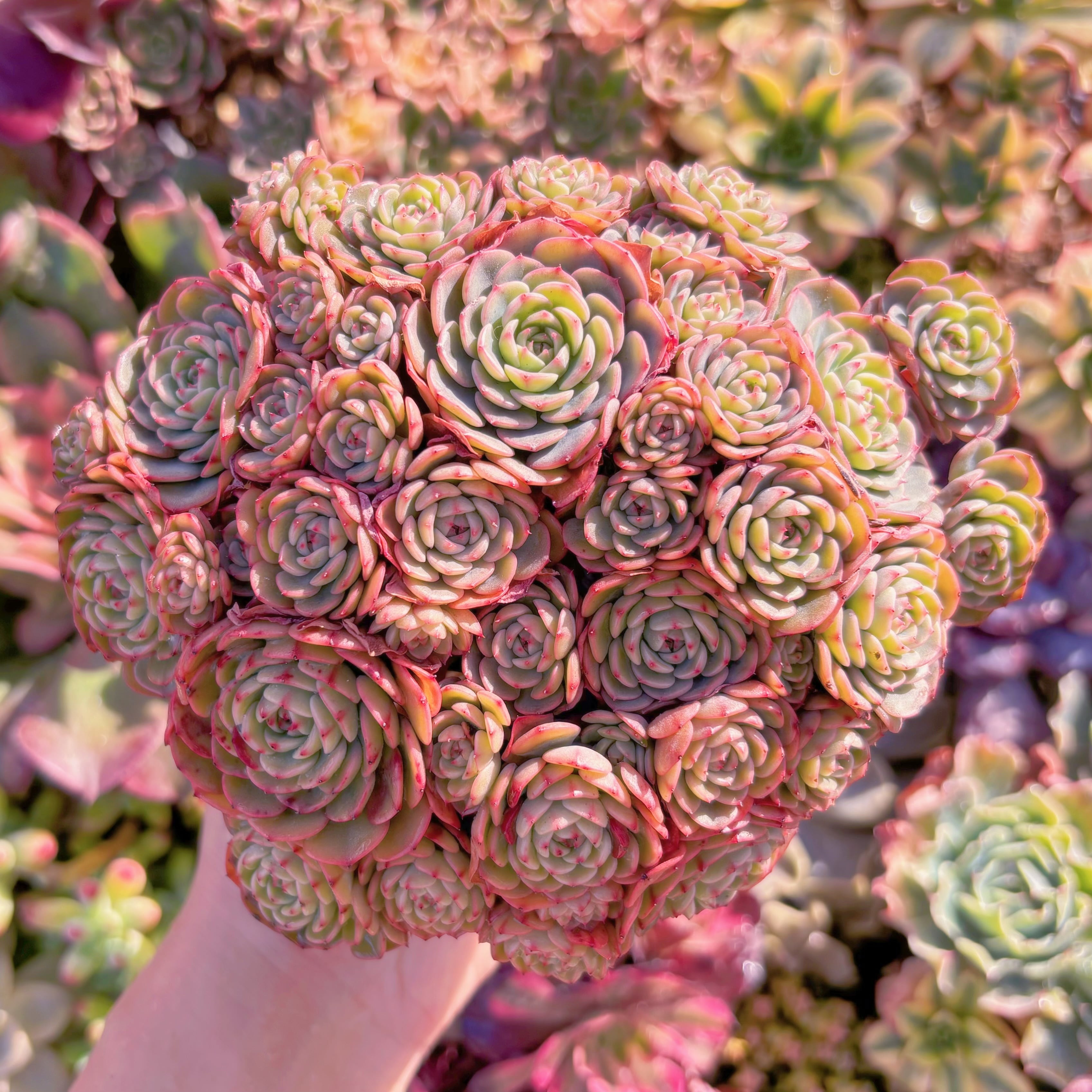 多肉植物　シュガーベイビー　特大群生　新入荷　るる農園