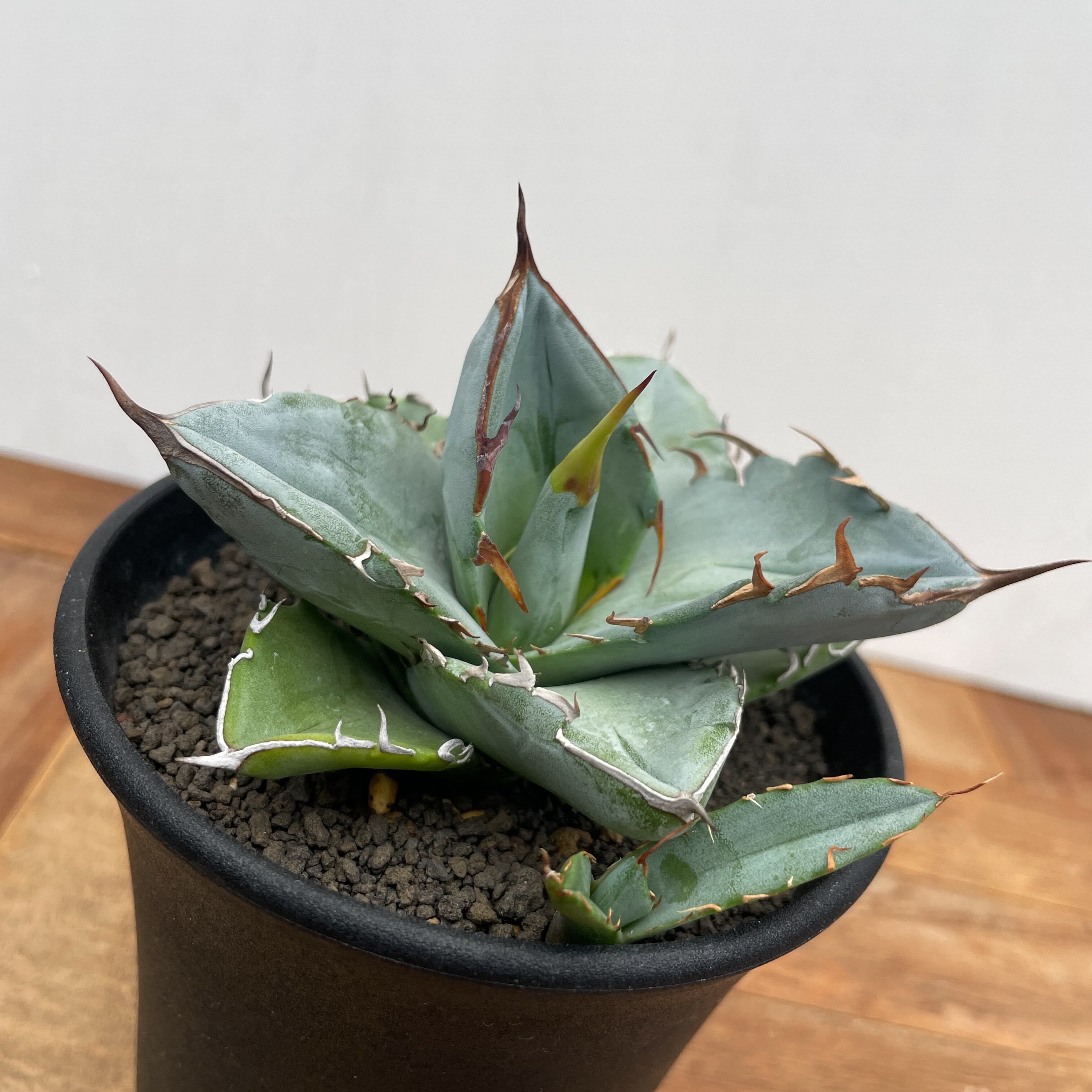 Agave oteroi【アガベ・オテロイ・実生】 | RIMO'S GREEN 【Saboten