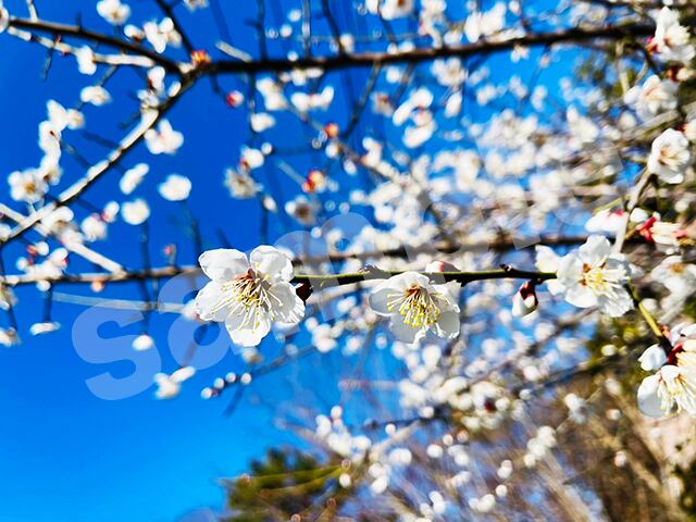 cherry_blossoms #9