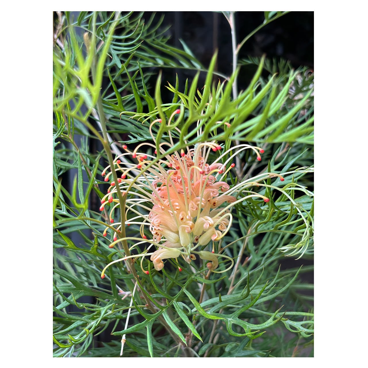 Grevillea 'Peaches and Cream' | Seeding