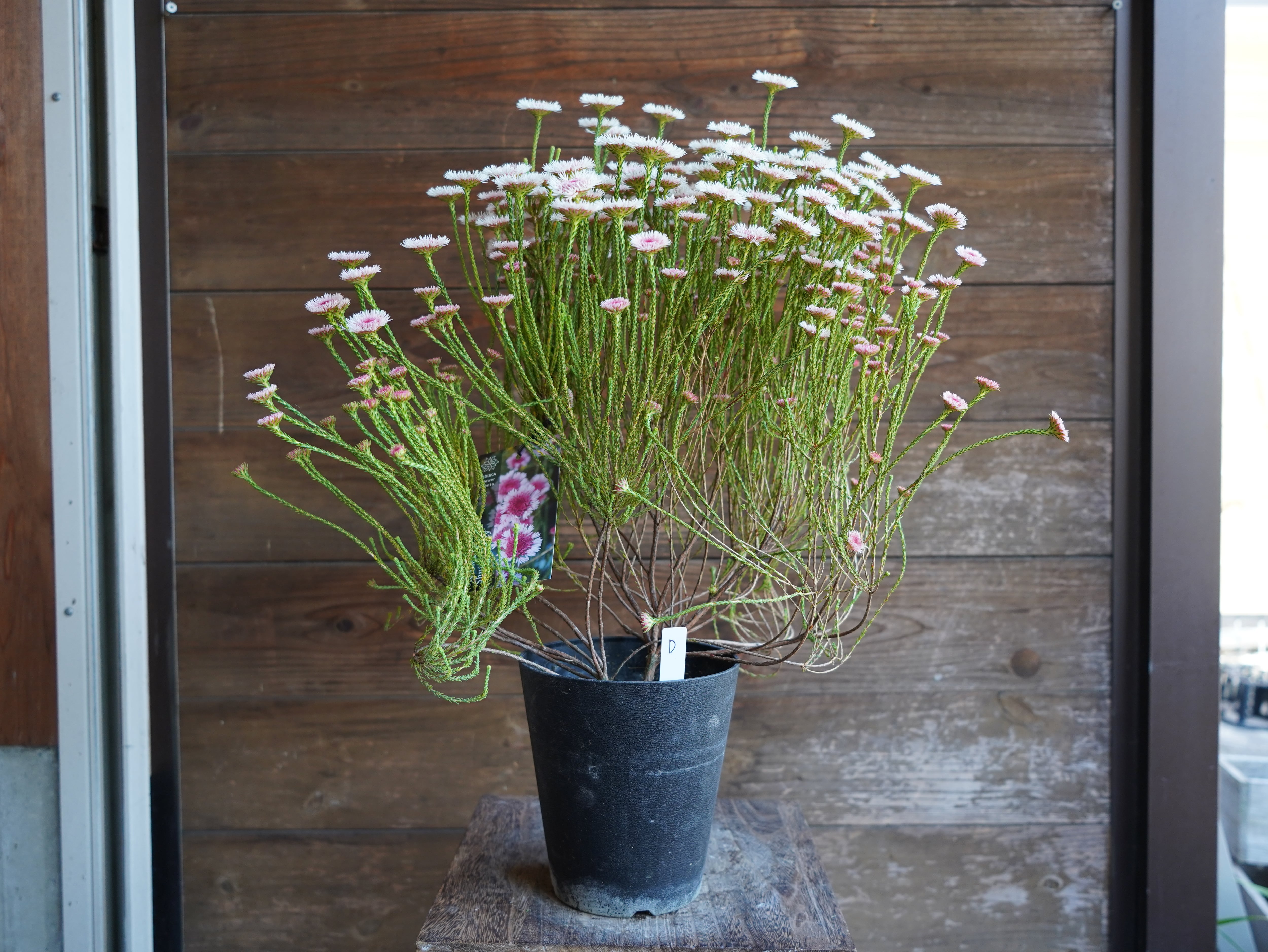 【現物】アクチノジウム　”シャトルデイジー”　D