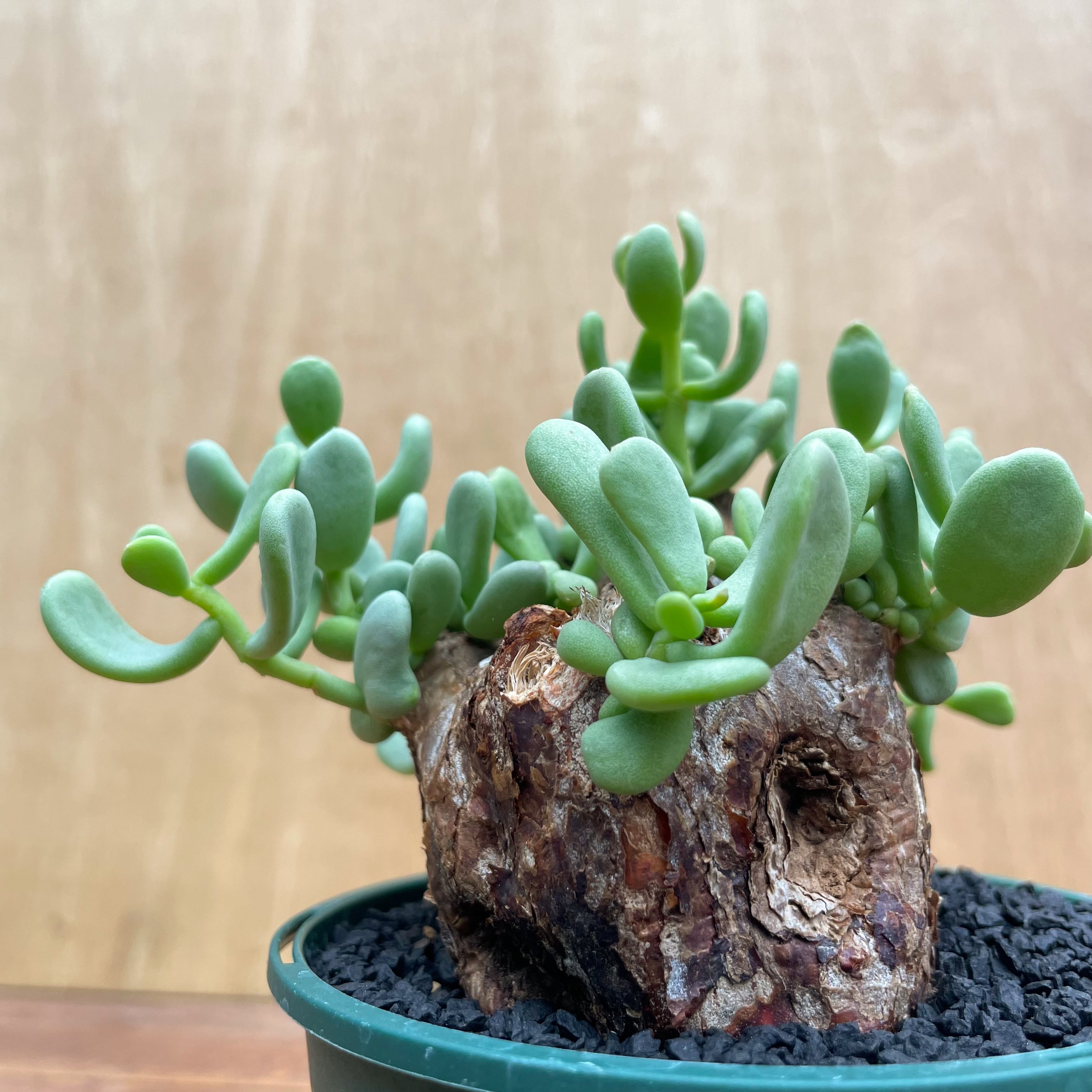 Ceraria pygmaea【ケラリア・ピグマエア】 | RIMO 