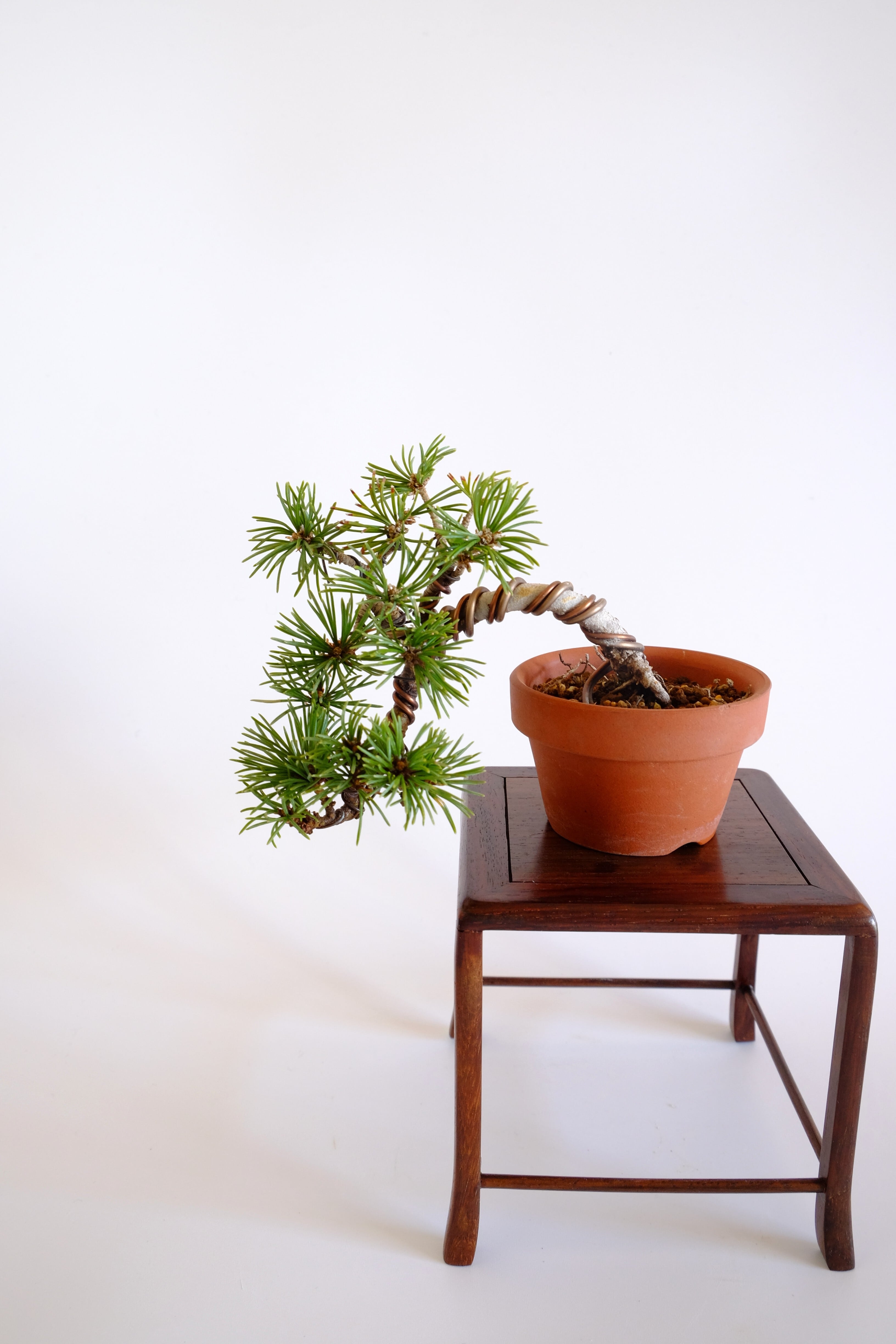 10. 五葉松 豆盆栽 Goyo Matsu (White Pine) | BONSAI CLUB TOKYO